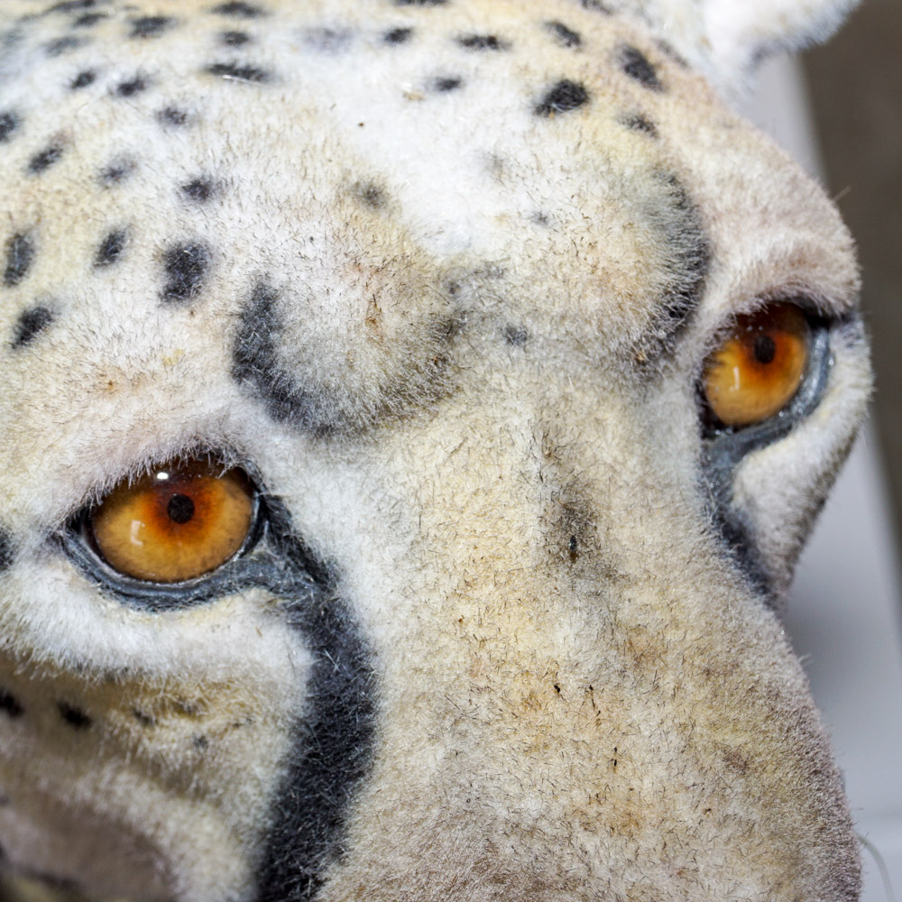 Life Size Cheetah Display