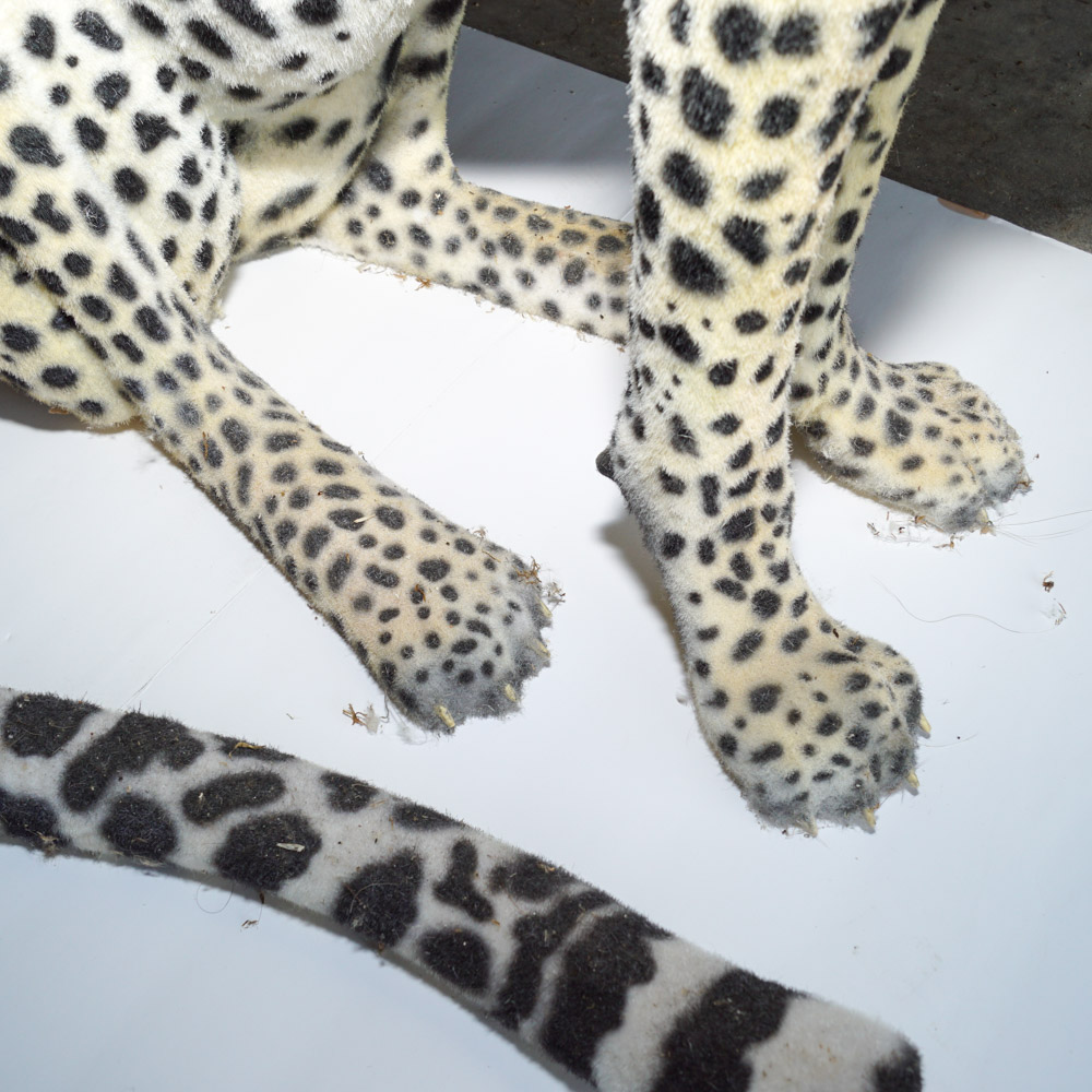 Life Size Cheetah Display