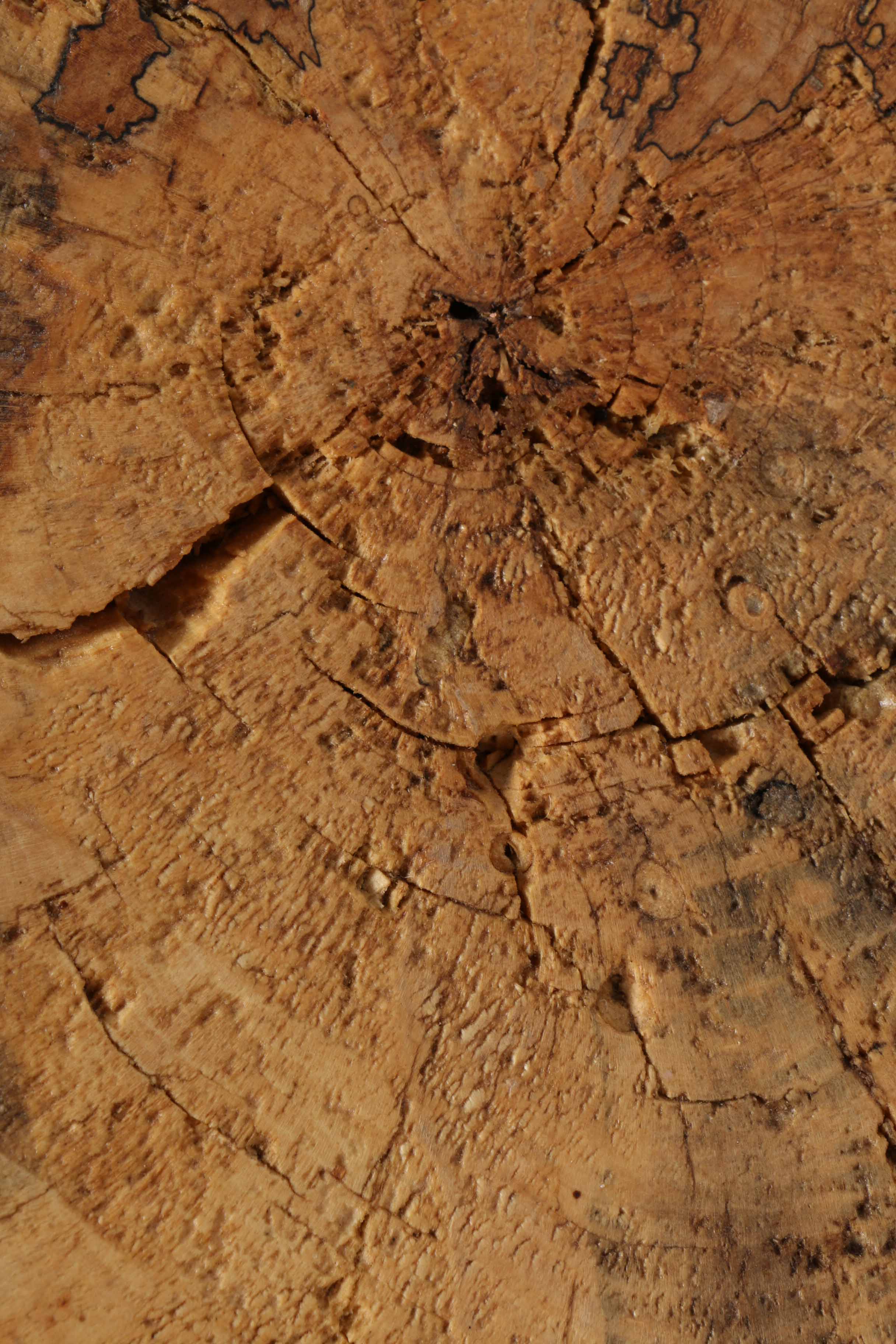 Natural Carved Wooden Base Sculpture