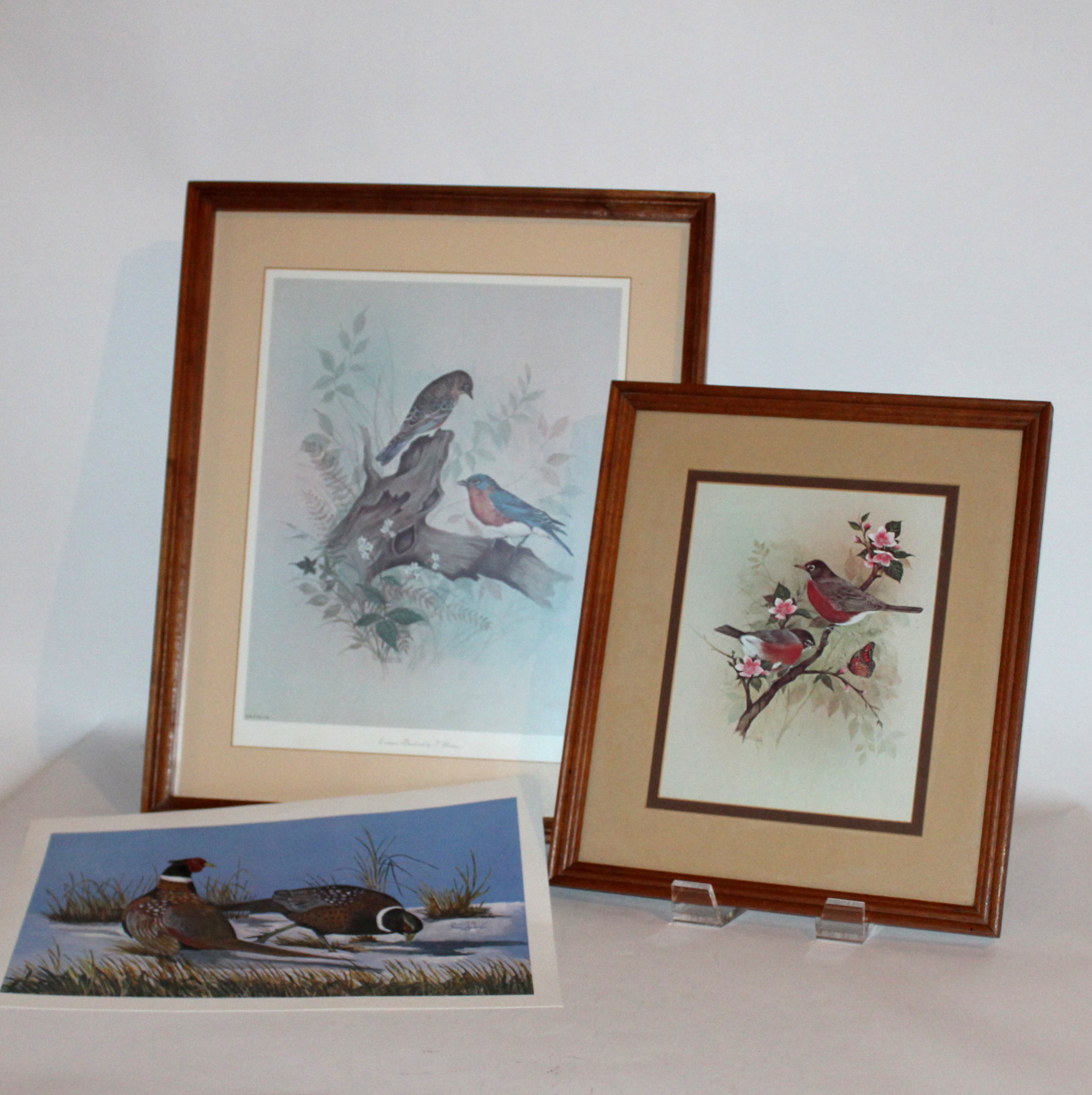Wild Bird Prints