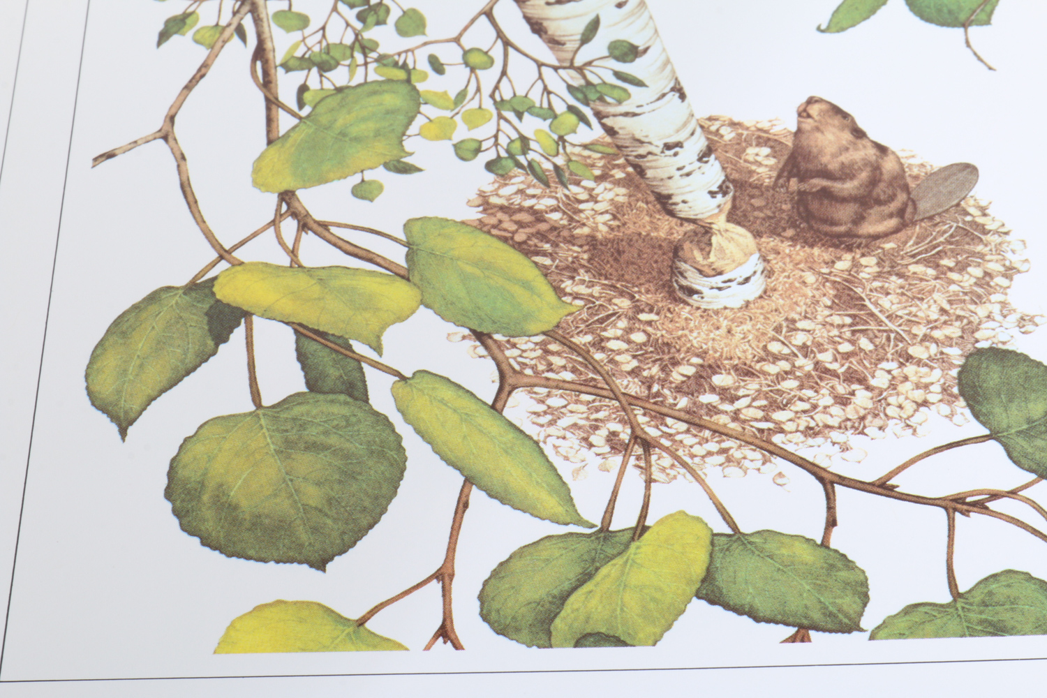 Bev Doolittle Lithograph Print with Art Books