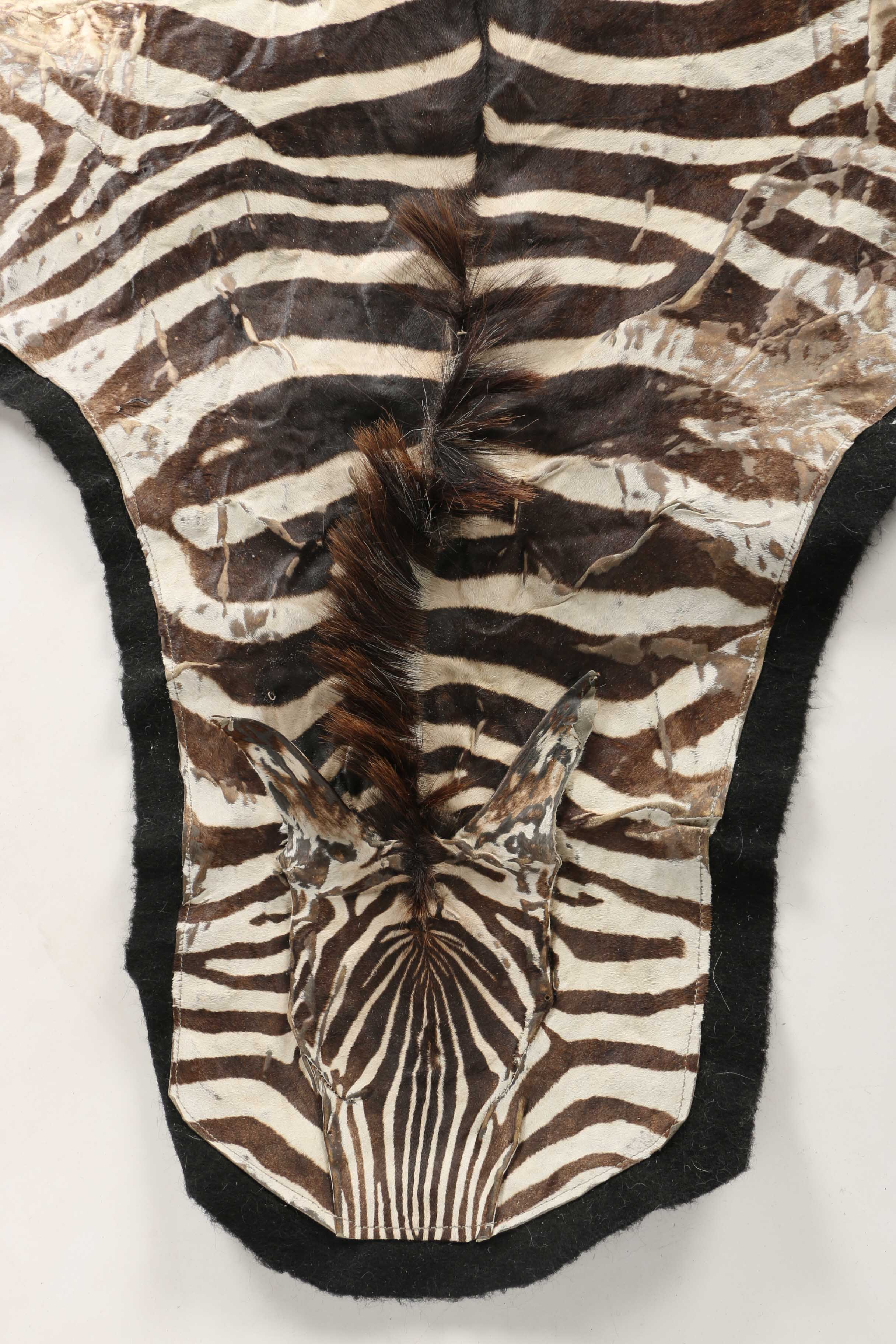 Zebra Pelt Area Rug