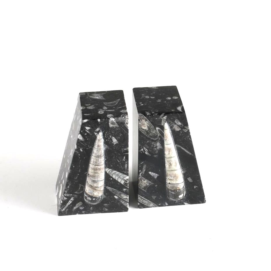 Fossiliferous Limestone Bookends