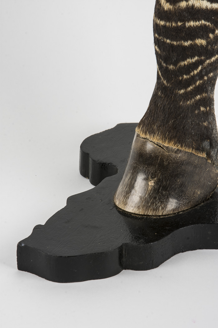 Taxidermy Zebra Leg Lamp