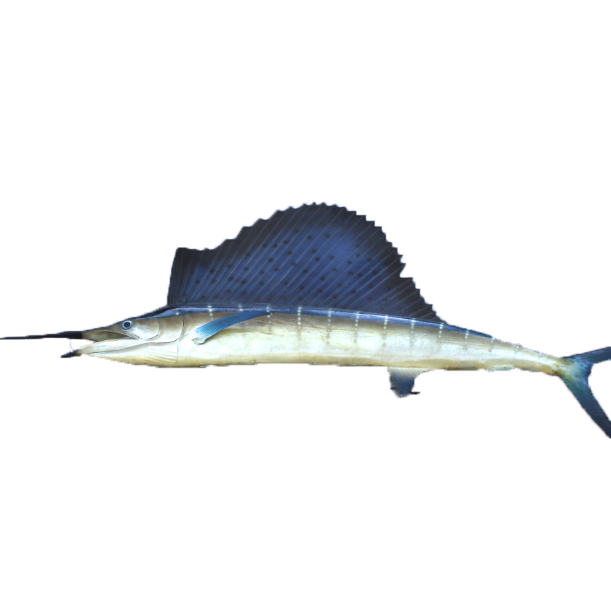 Taxidermy Swordfish