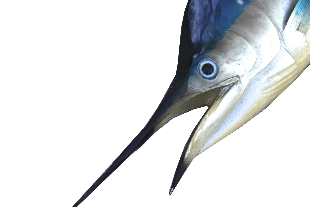 Taxidermy Swordfish