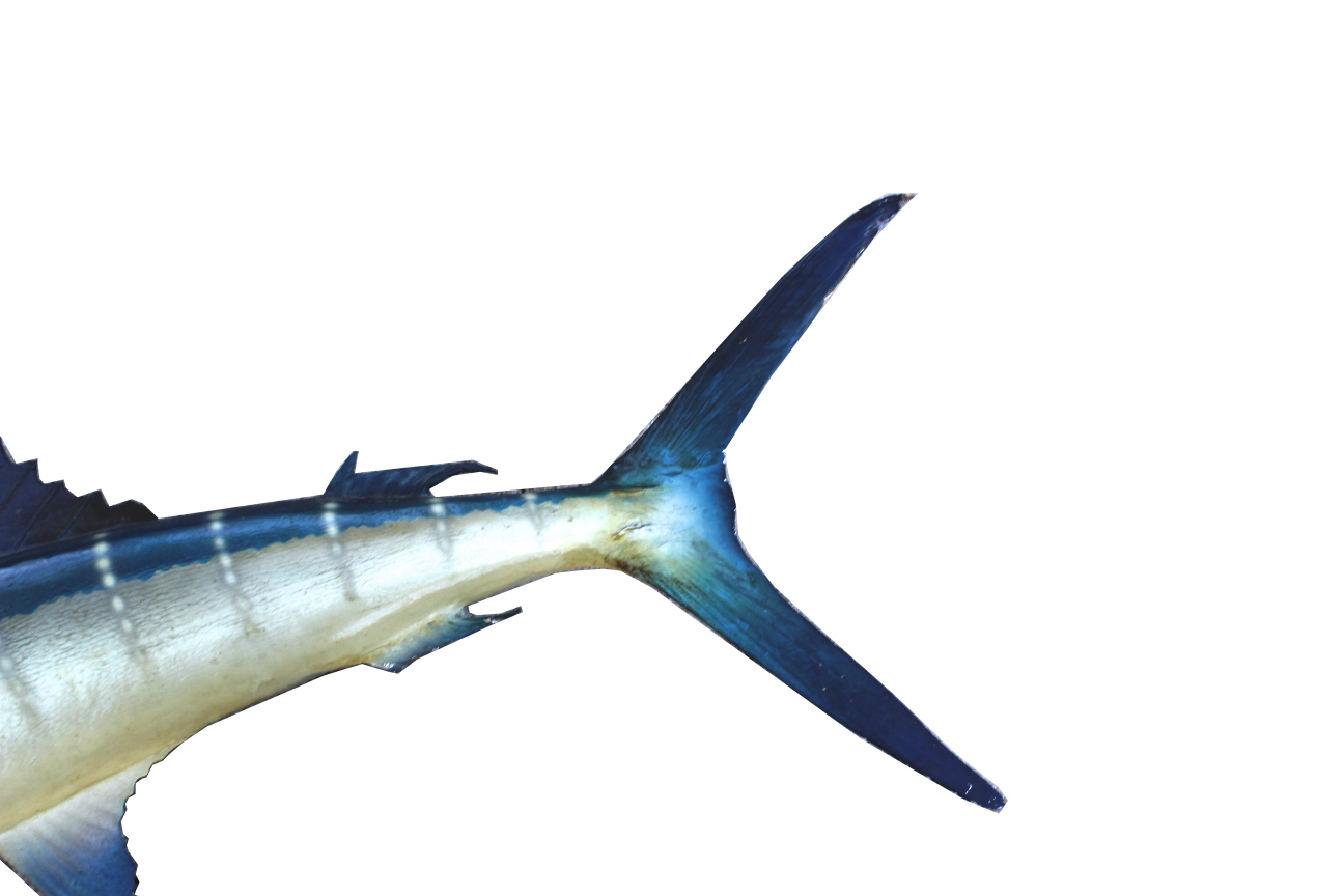 Taxidermy Swordfish