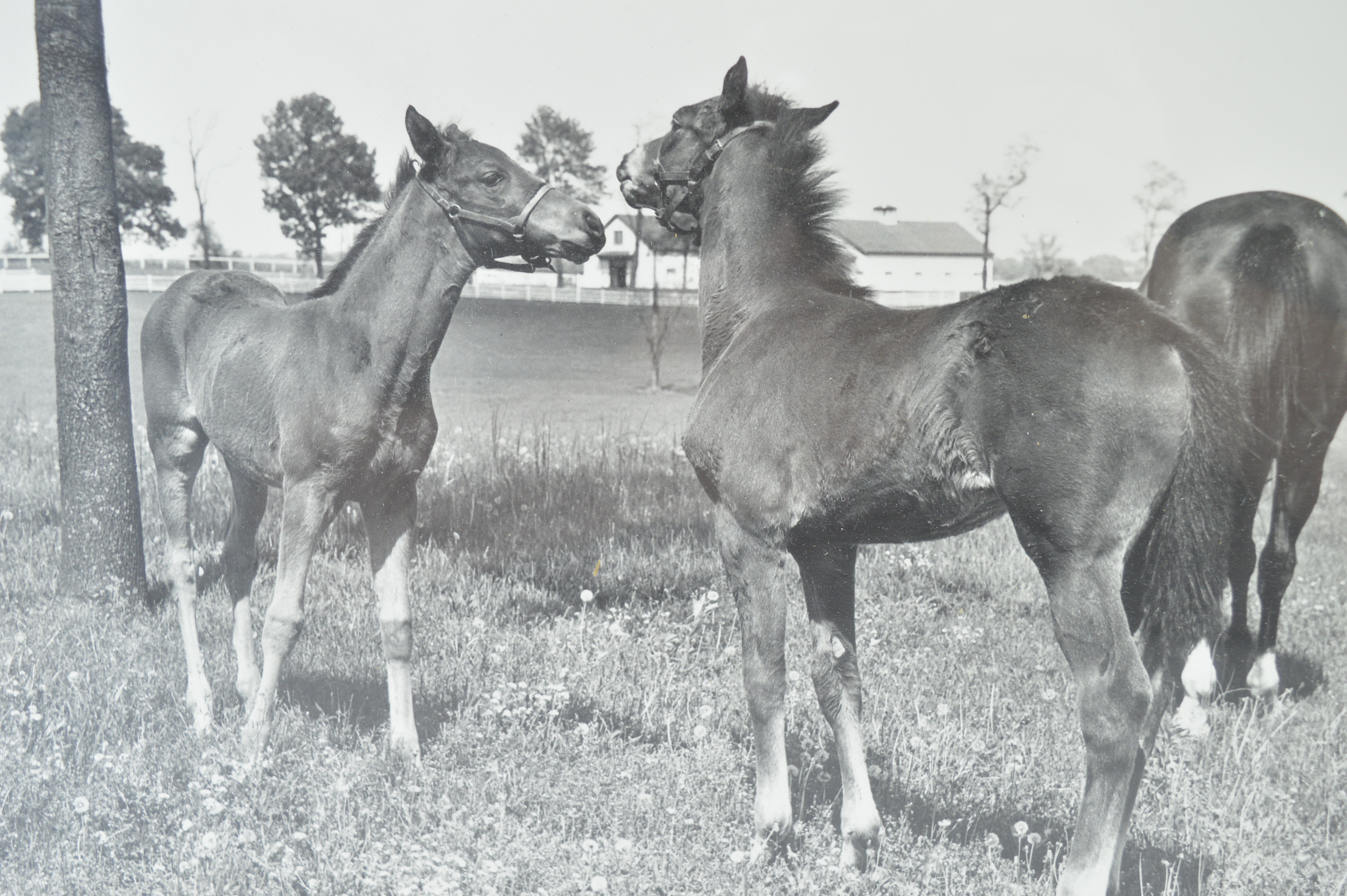 Vintage Framed Photographs by J.C. "Skeets" Meadors