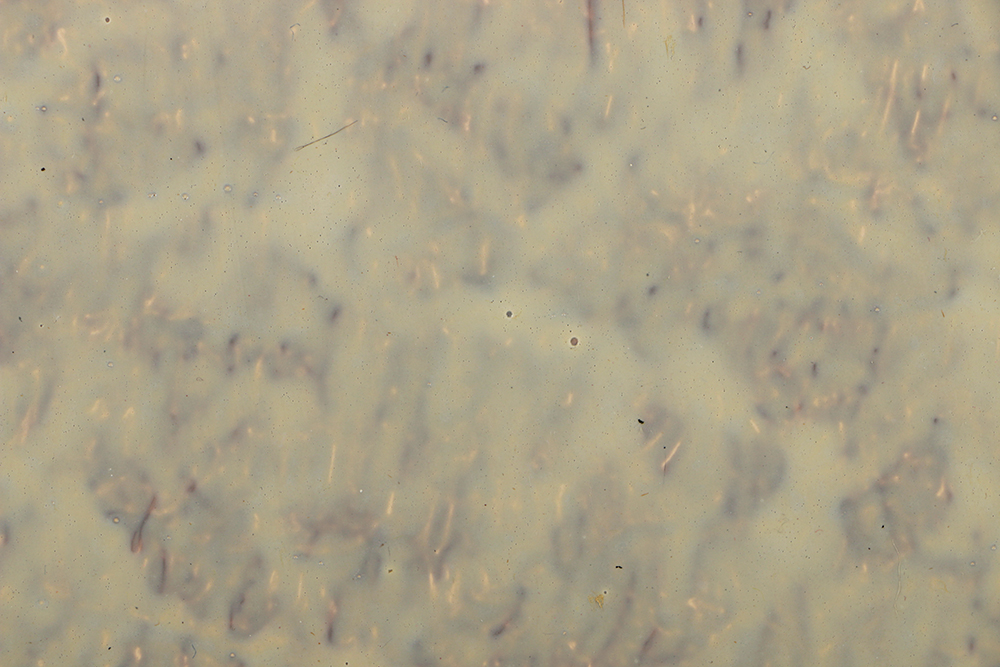 Joseph Marioni Acrylic on Board "The Garden of the Godfather"