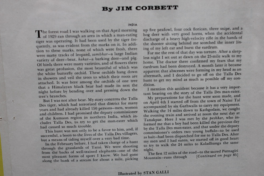 Stan Galli Gouache Painting on Board Illustration for "On the Track of the Man Eater"