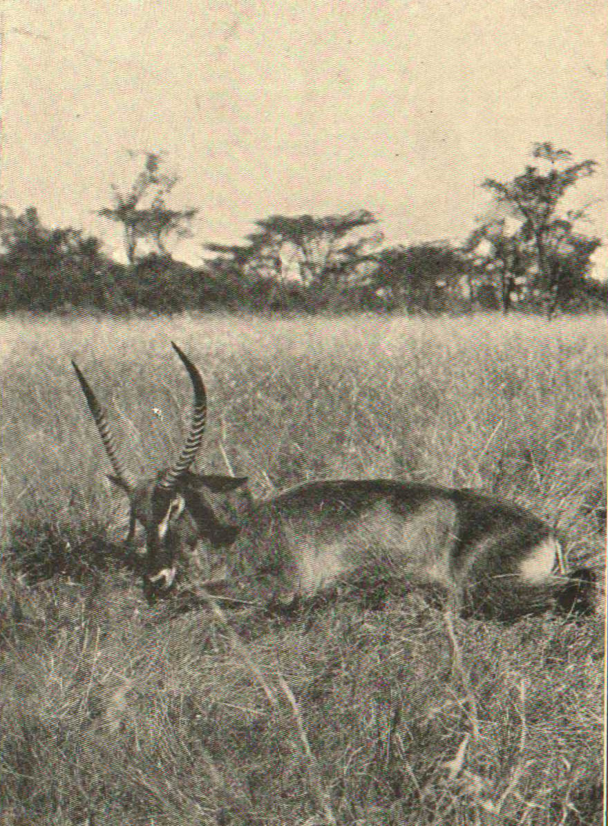 1908 "The Man-Eaters of Tsavo" by Lieutenant-Colonel John Henry Patterson, DSO