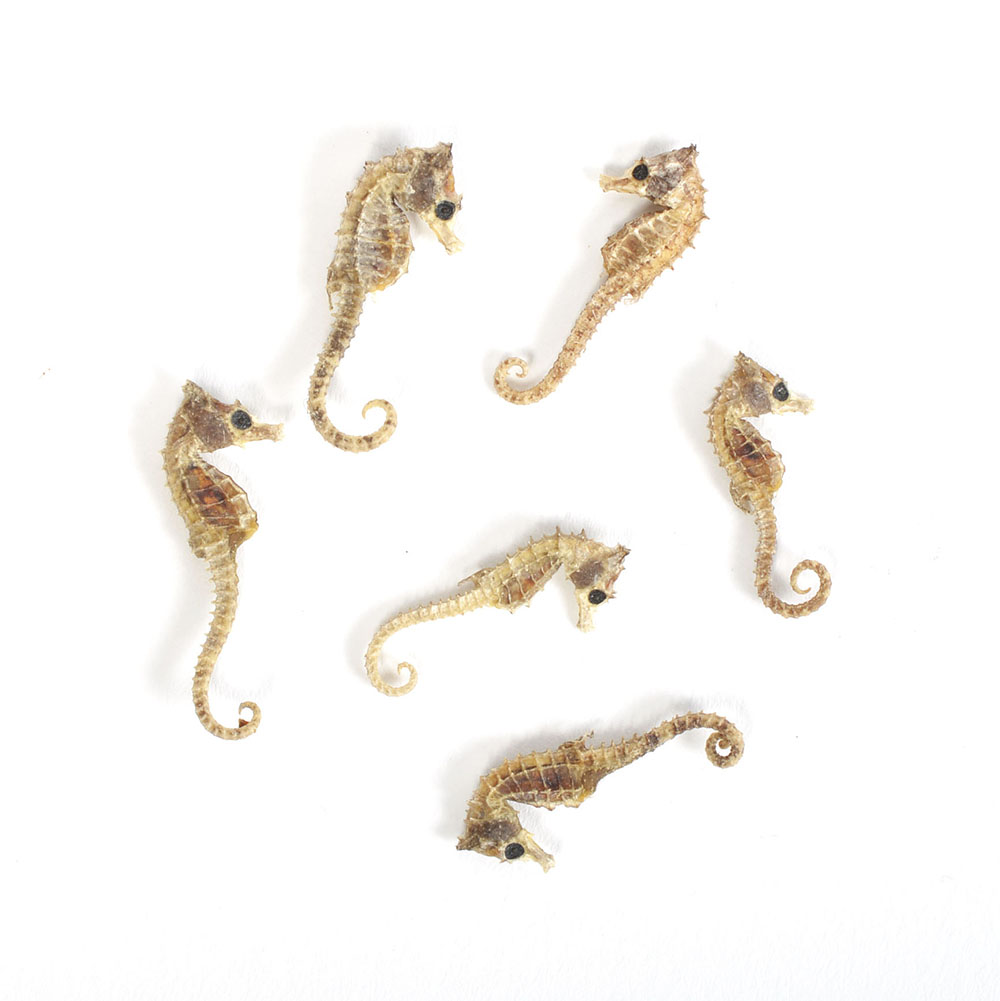 Taxidermy Seahorses