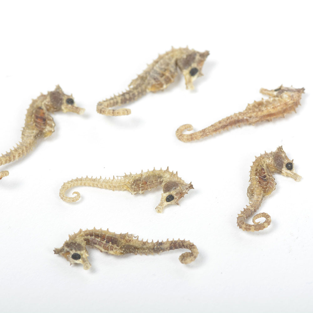 Taxidermy Seahorses