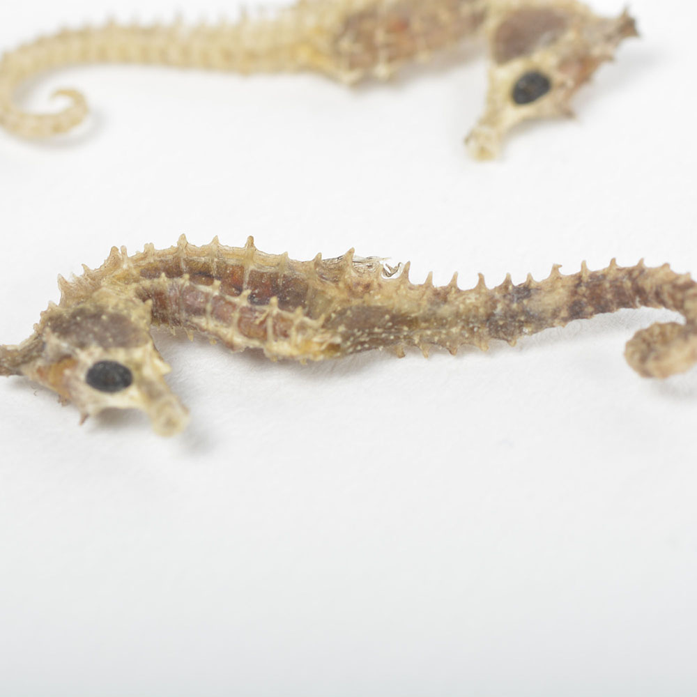 Taxidermy Seahorses