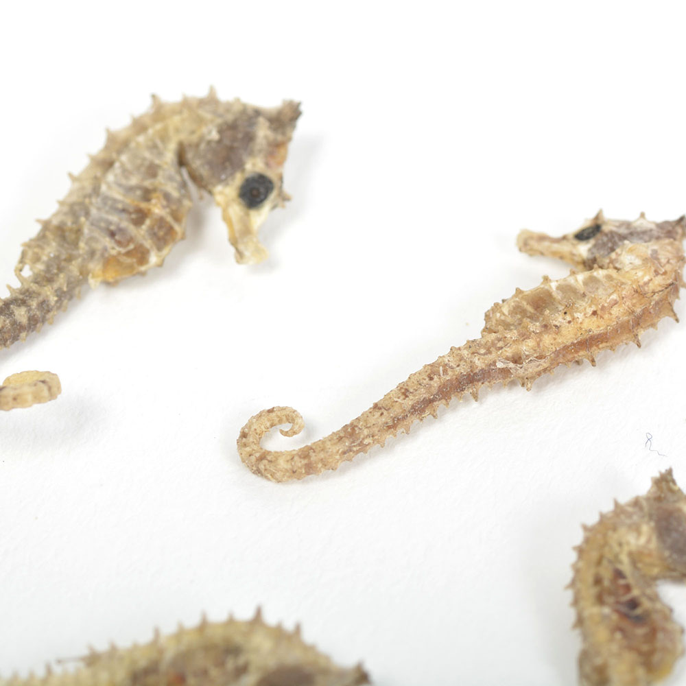 Taxidermy Seahorses