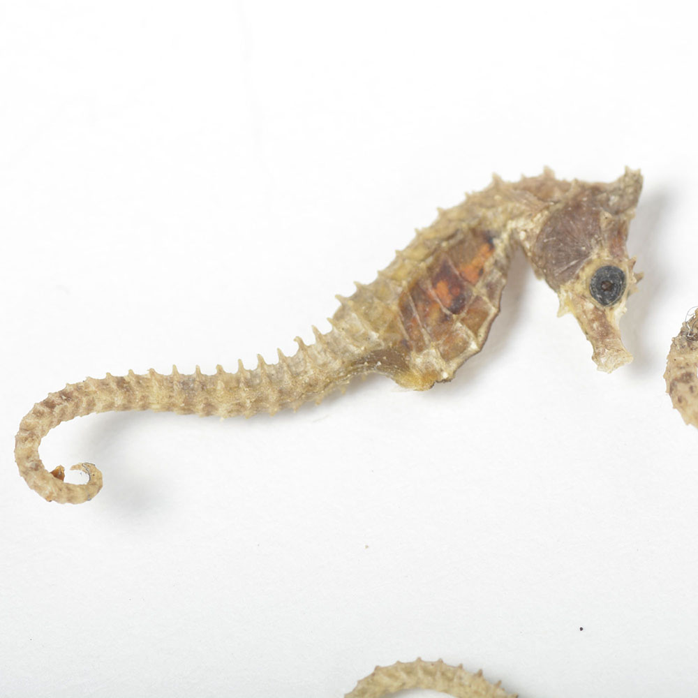 Taxidermy Seahorses
