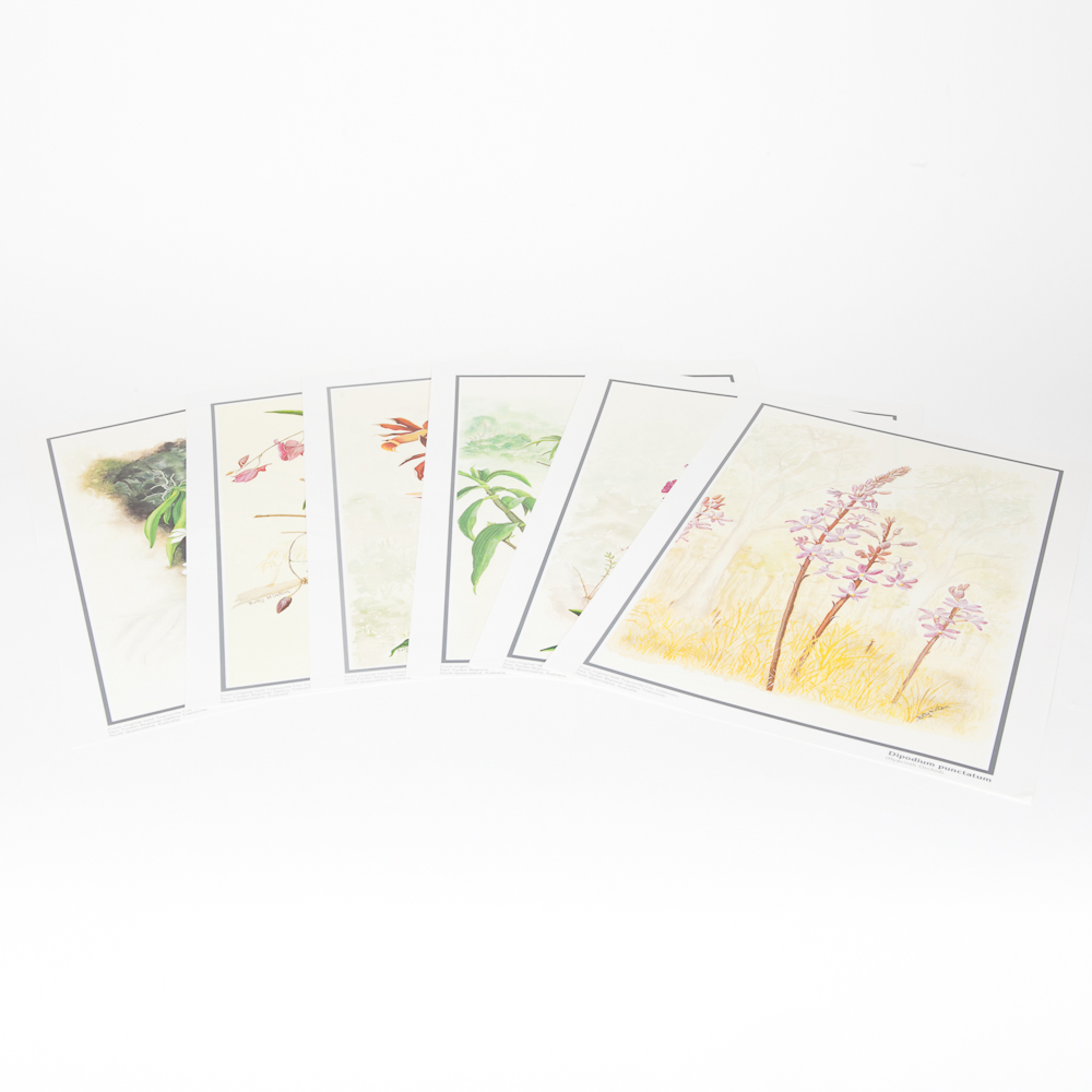 Six Floral Offset Lithograph Prints by Betty Hinton