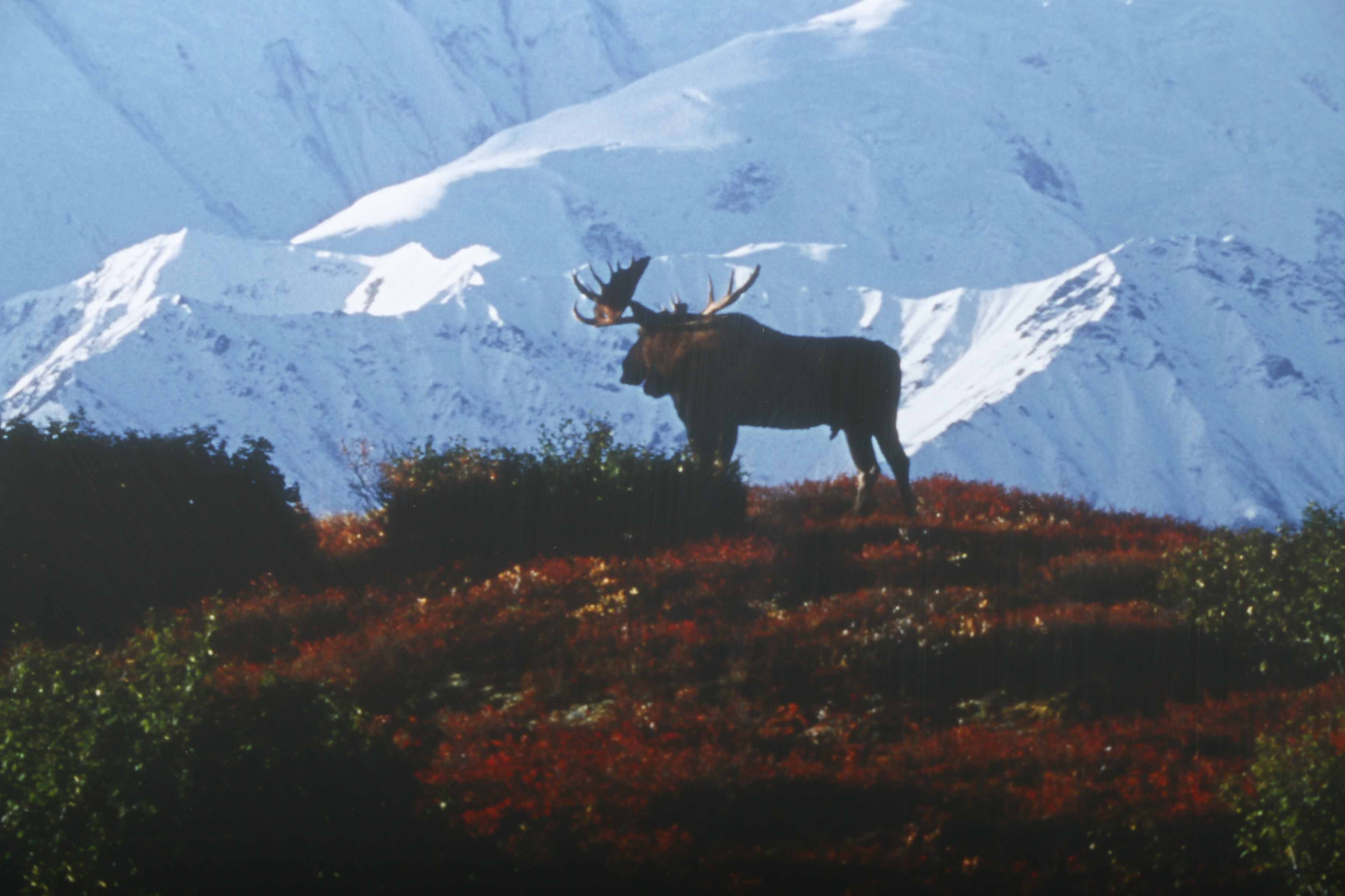 Thomas D. Magelsen "Reflections Of Denali" 1988 Signed LImited Edition Chromogenic Print