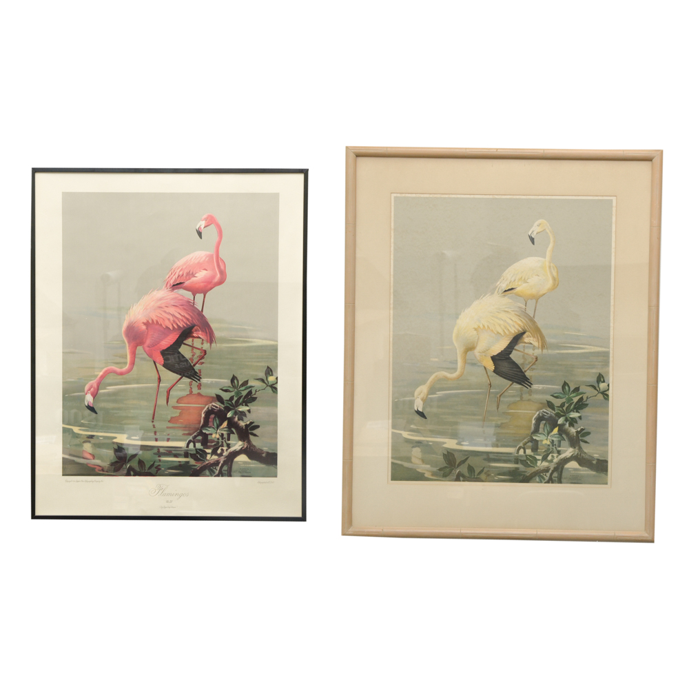 After Roger Tory Peterson Offset Lithographs "Flamingos"