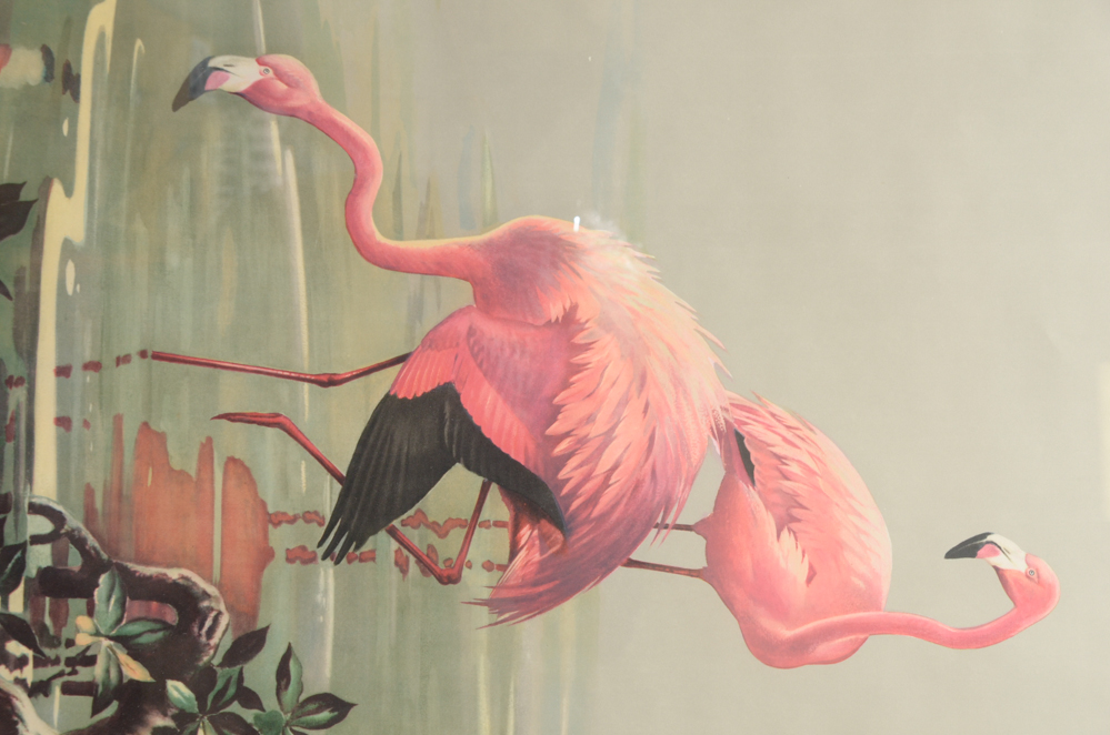 After Roger Tory Peterson Offset Lithographs "Flamingos"