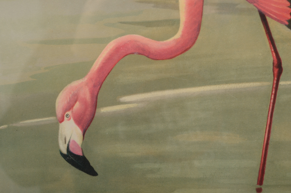 After Roger Tory Peterson Offset Lithographs "Flamingos"