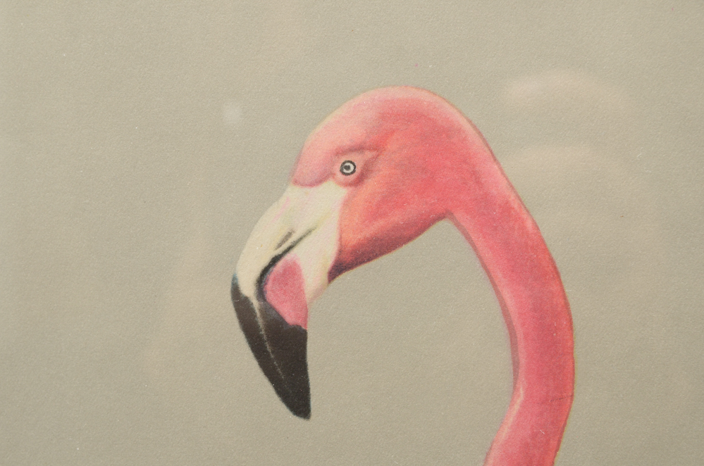 After Roger Tory Peterson Offset Lithographs "Flamingos"