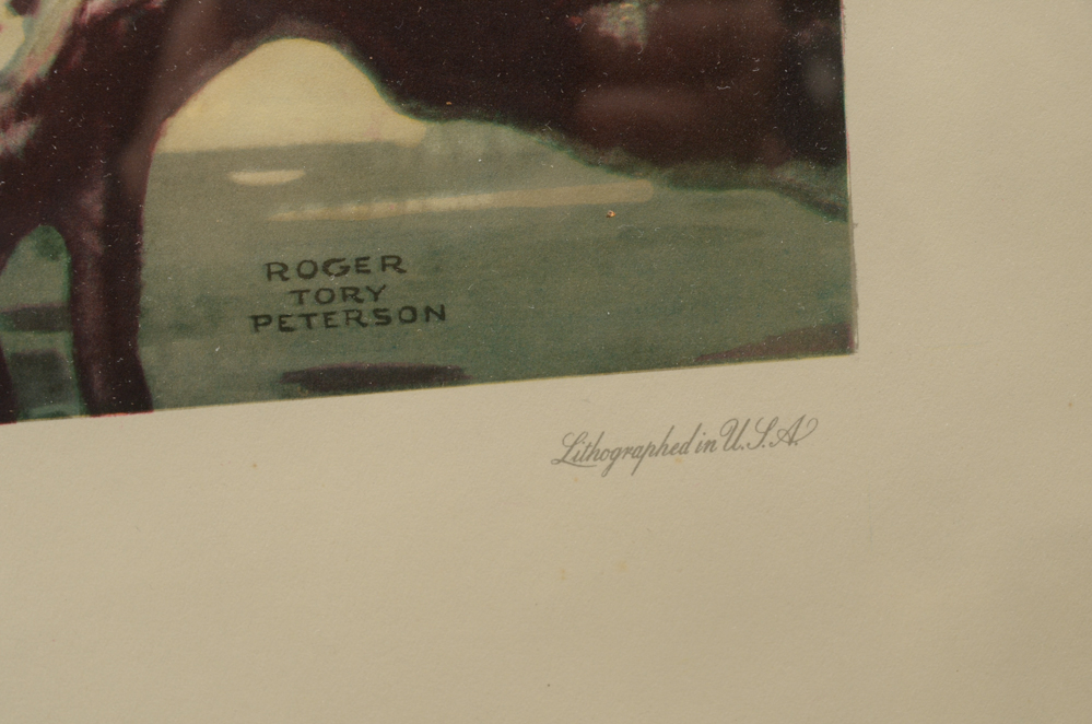 After Roger Tory Peterson Offset Lithographs "Flamingos"