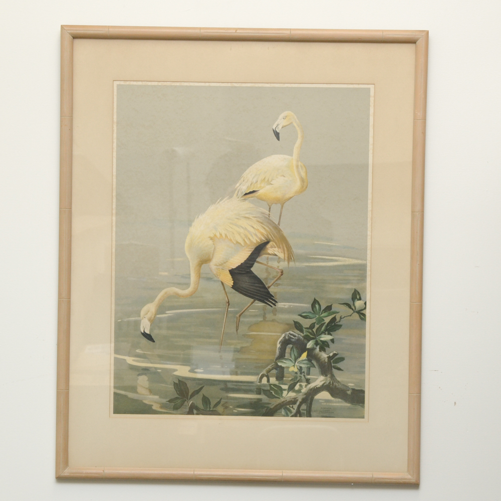 After Roger Tory Peterson Offset Lithographs "Flamingos"