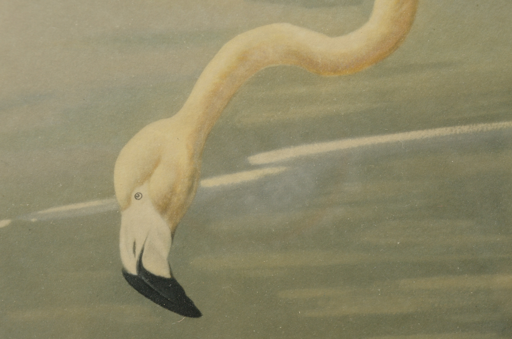 After Roger Tory Peterson Offset Lithographs "Flamingos"