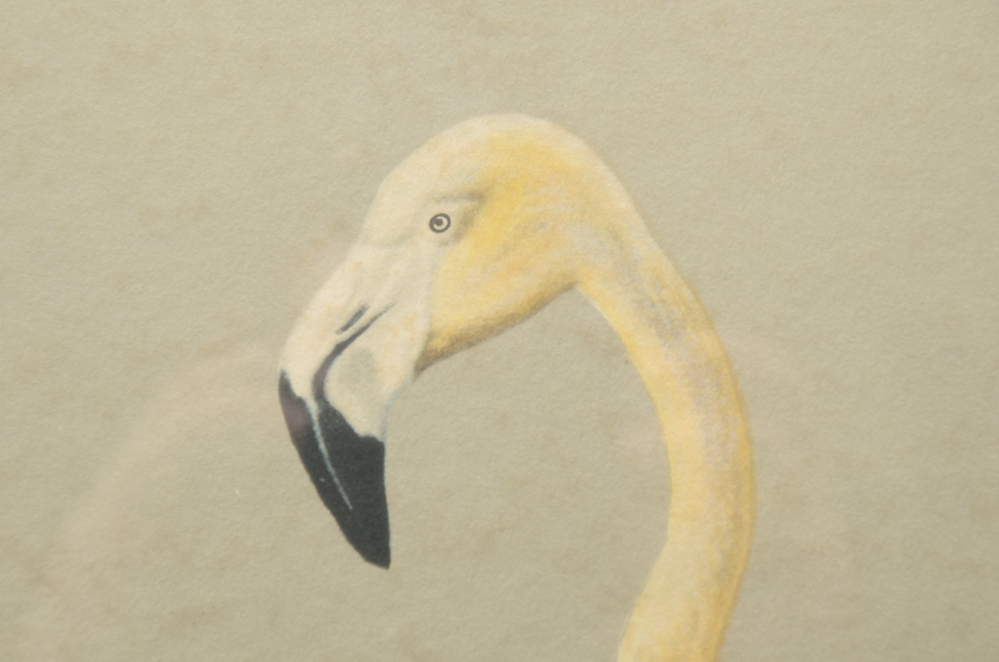 After Roger Tory Peterson Offset Lithographs "Flamingos"