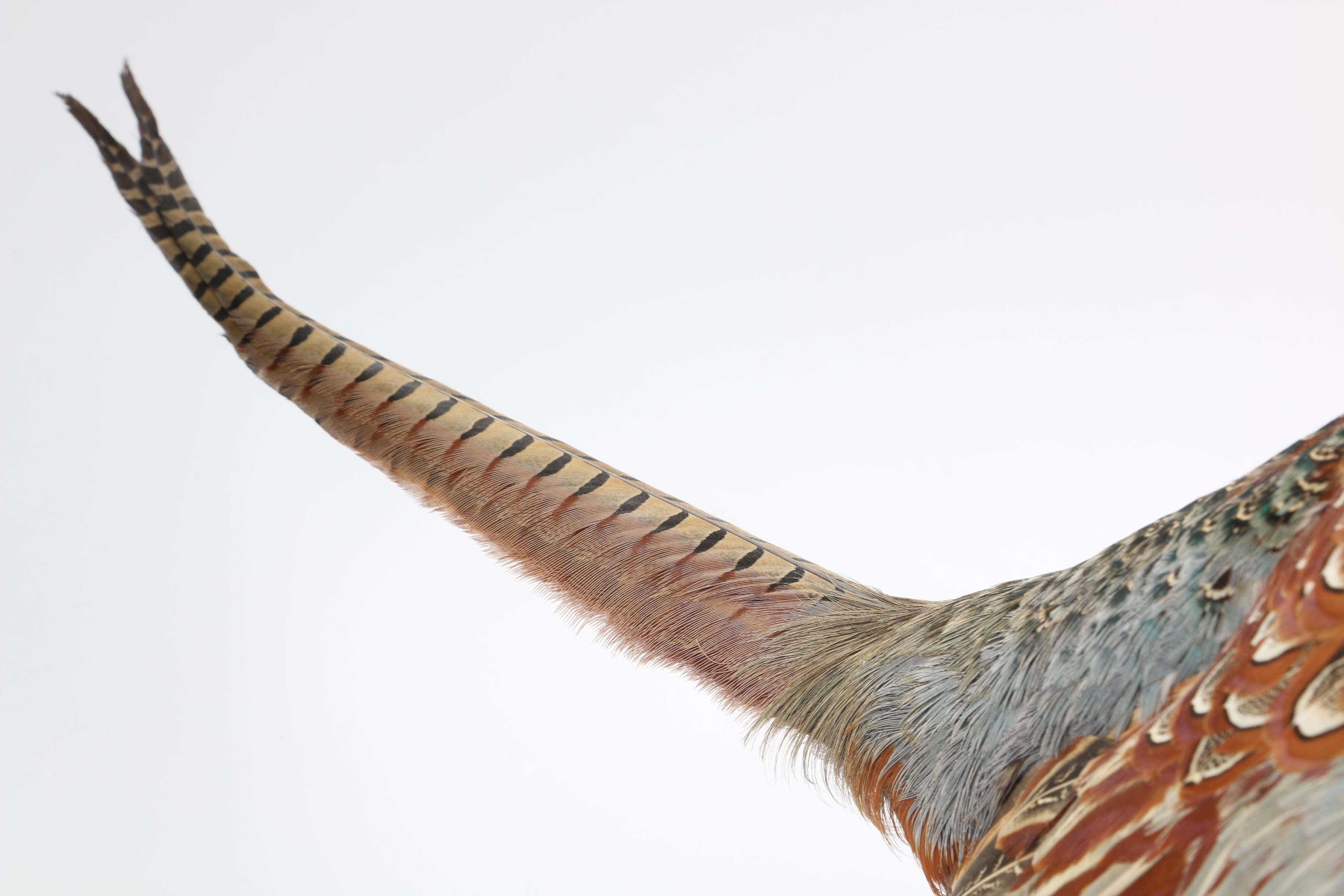 Pheasant Taxidermy