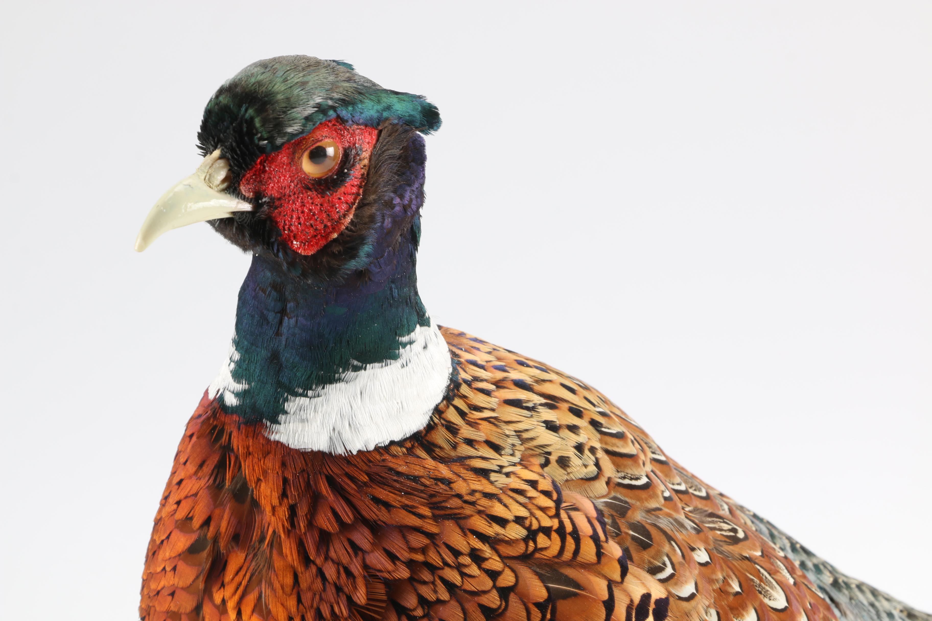 Pheasant Taxidermy