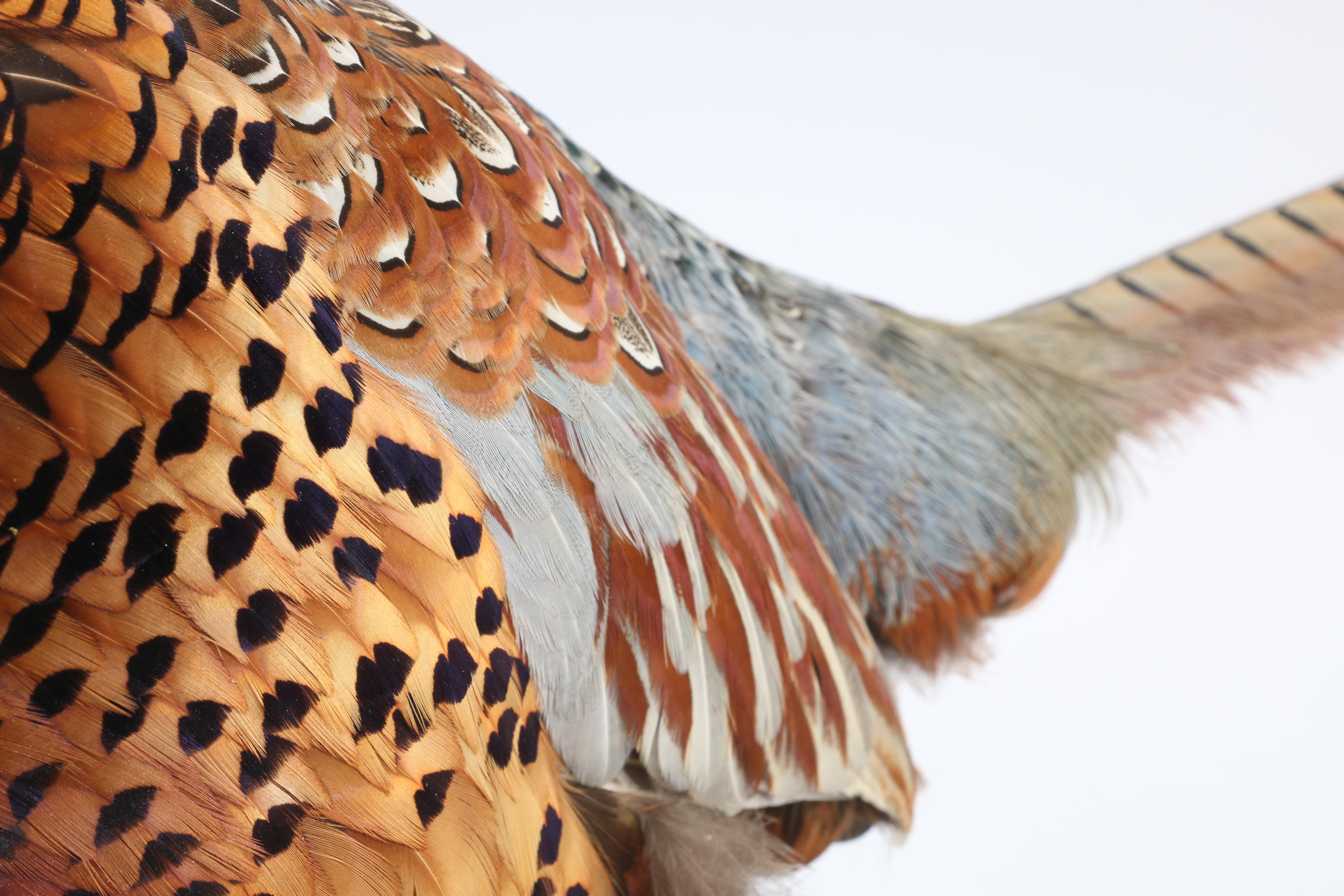 Pheasant Taxidermy