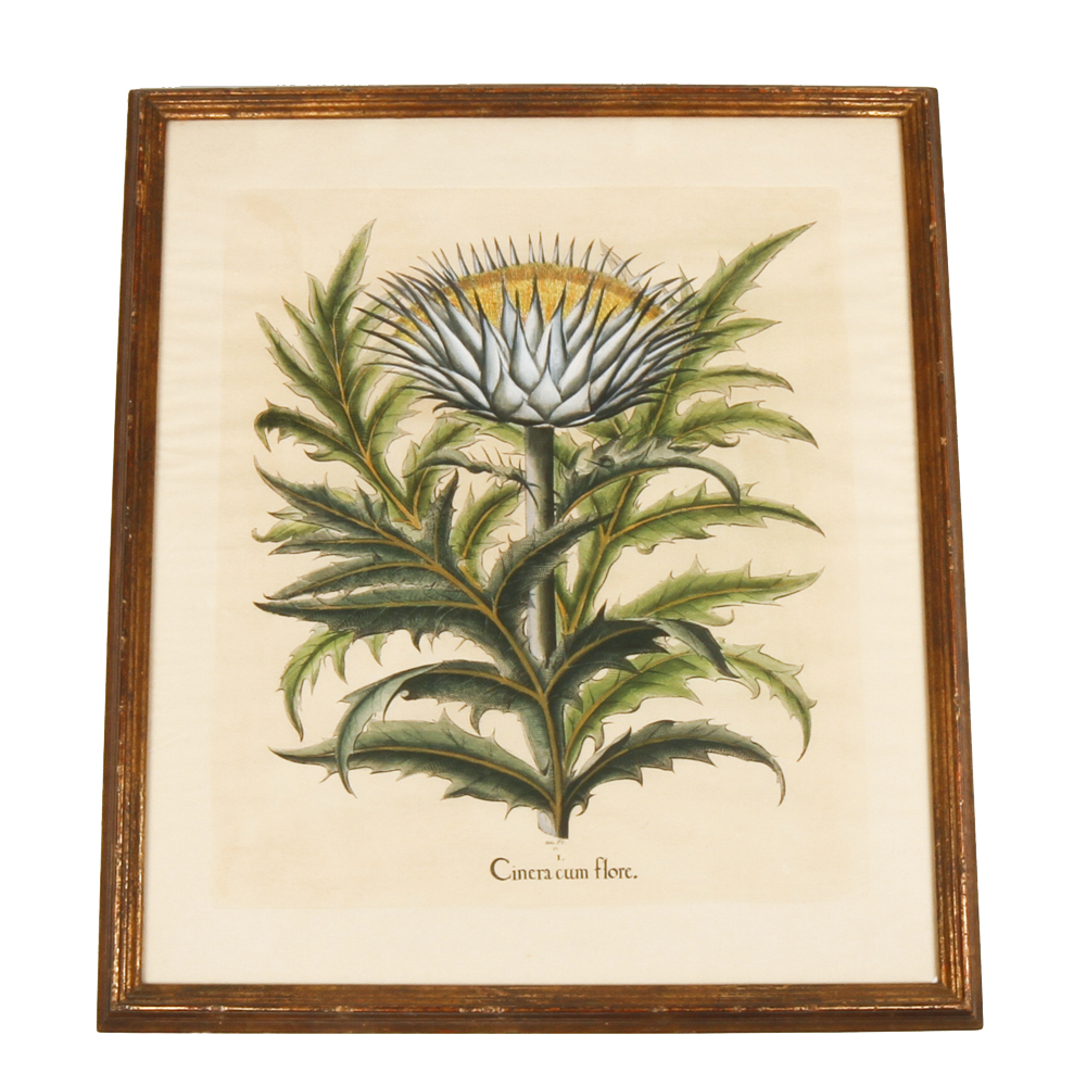 Vintage Botanical Print "Cinera cum flore" After Basilius Besler