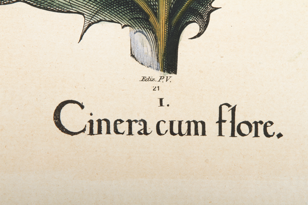 Vintage Botanical Print "Cinera cum flore" After Basilius Besler