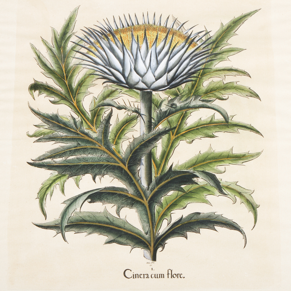 Vintage Botanical Print "Cinera cum flore" After Basilius Besler