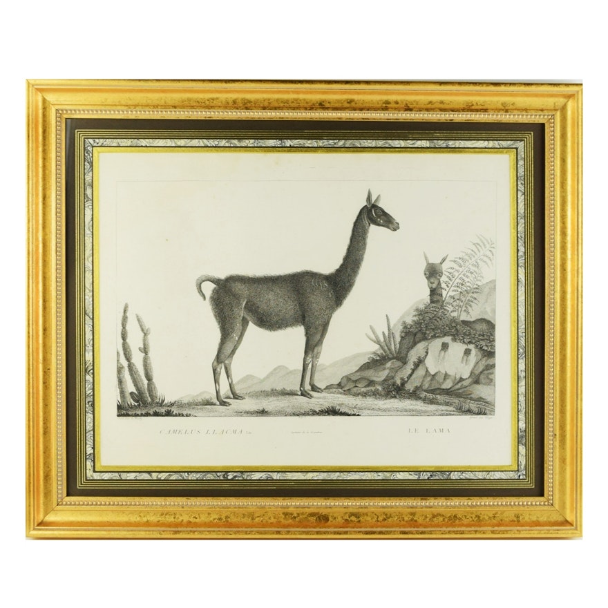 "Le Lama" Framed Engraving by Simon Charles Miger After Marechal
