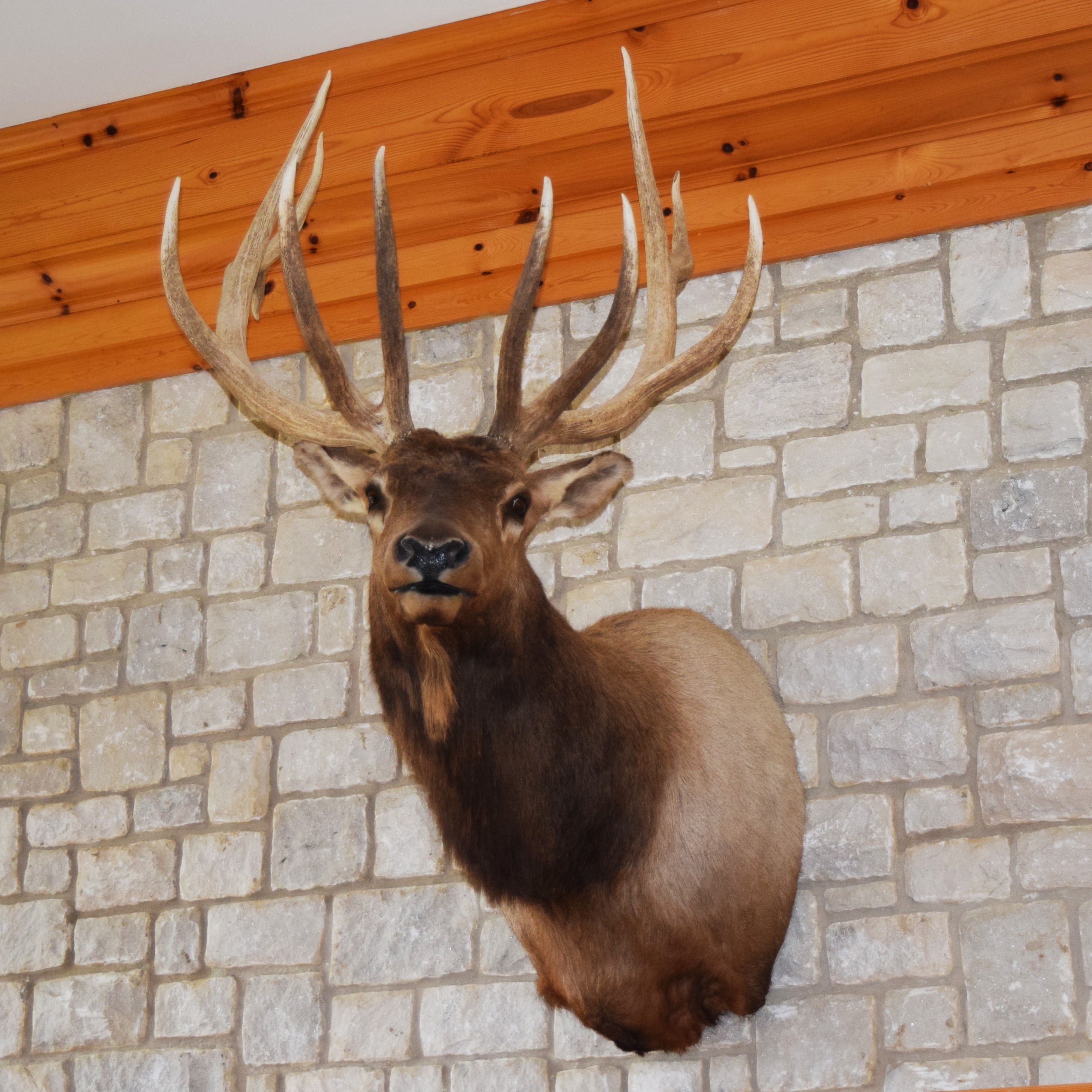 Montana Elk Taxidermy Shoulder Mount