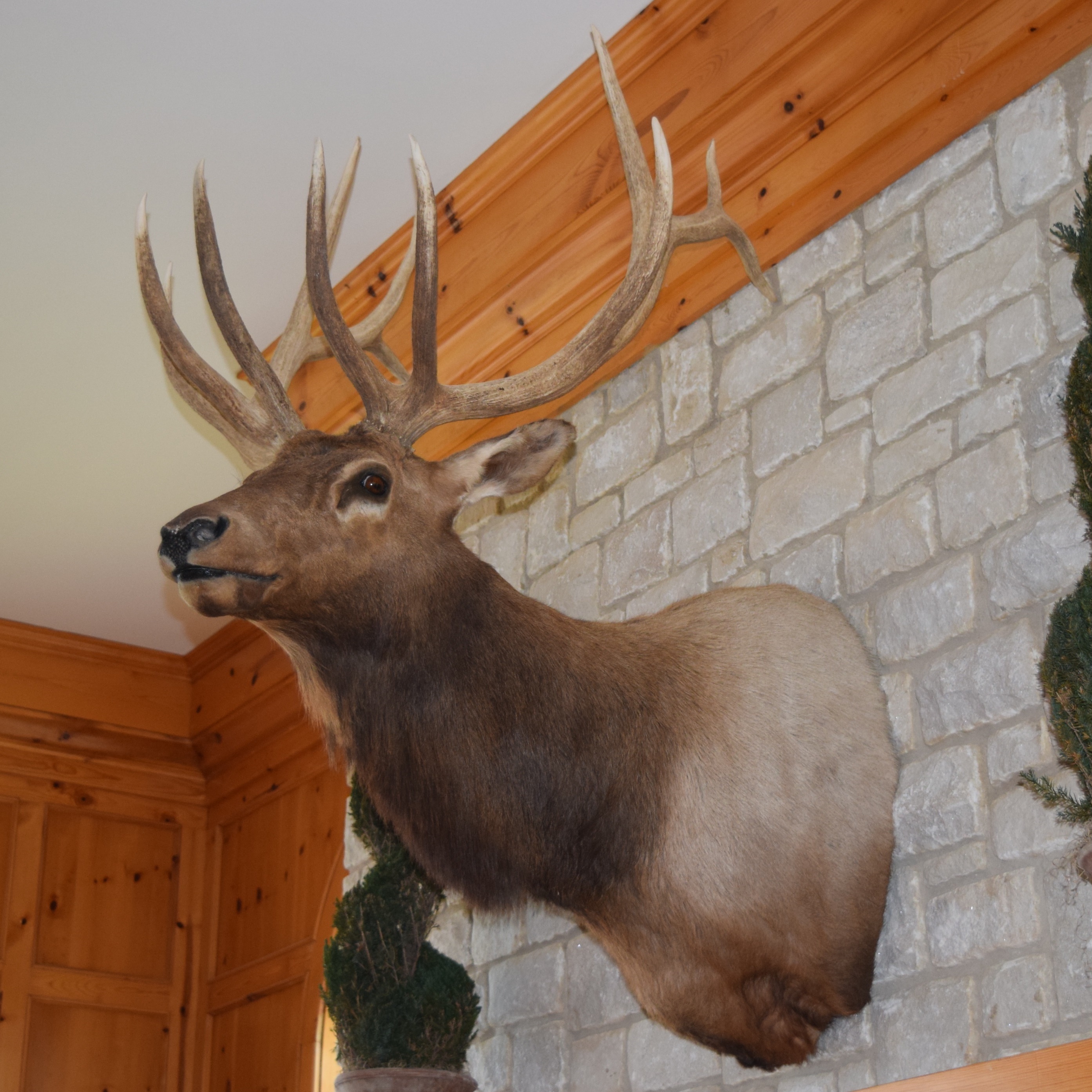Montana Elk Taxidermy Shoulder Mount