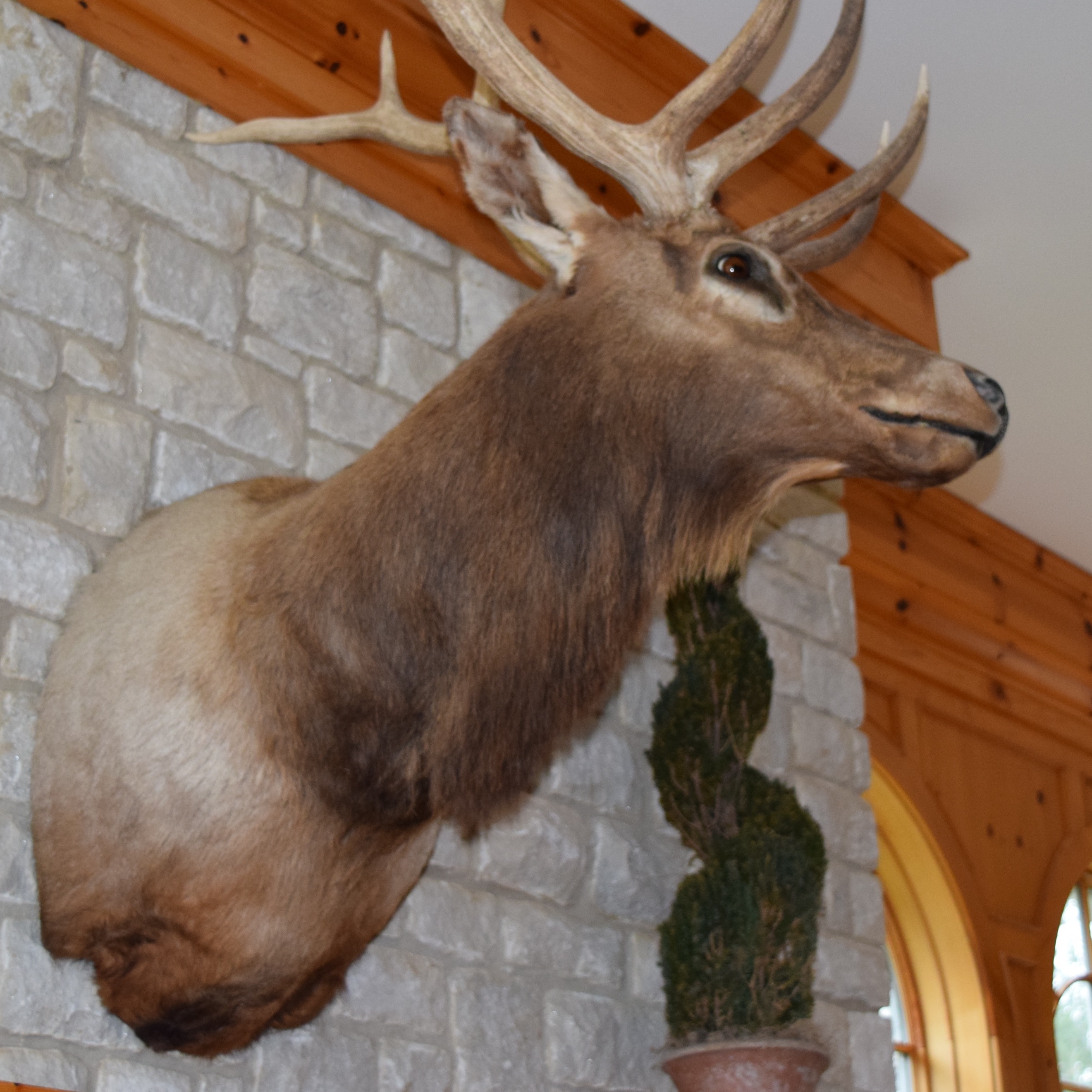 Montana Elk Taxidermy Shoulder Mount