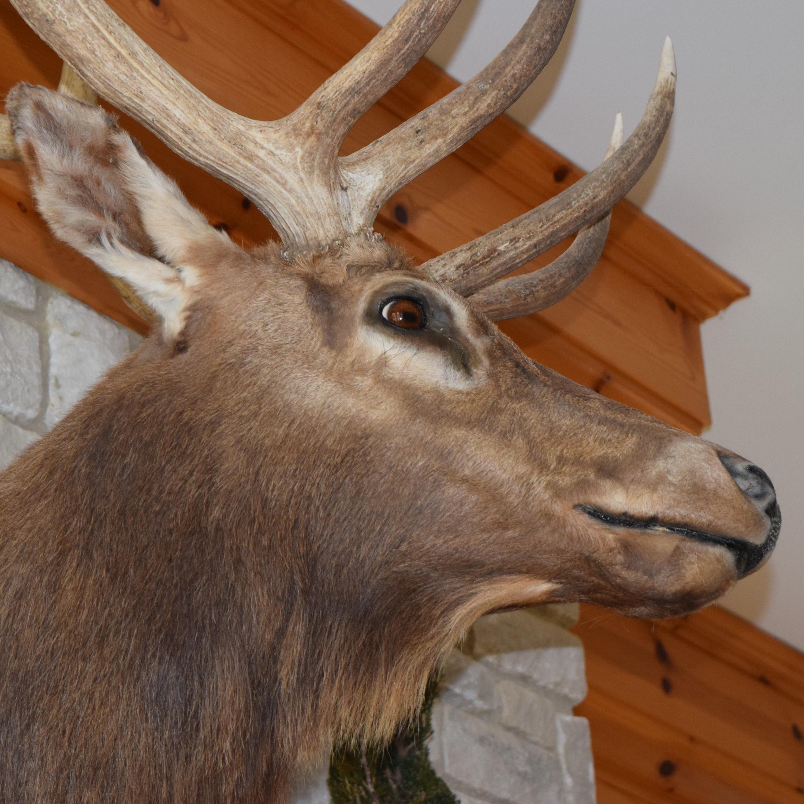 Montana Elk Taxidermy Shoulder Mount