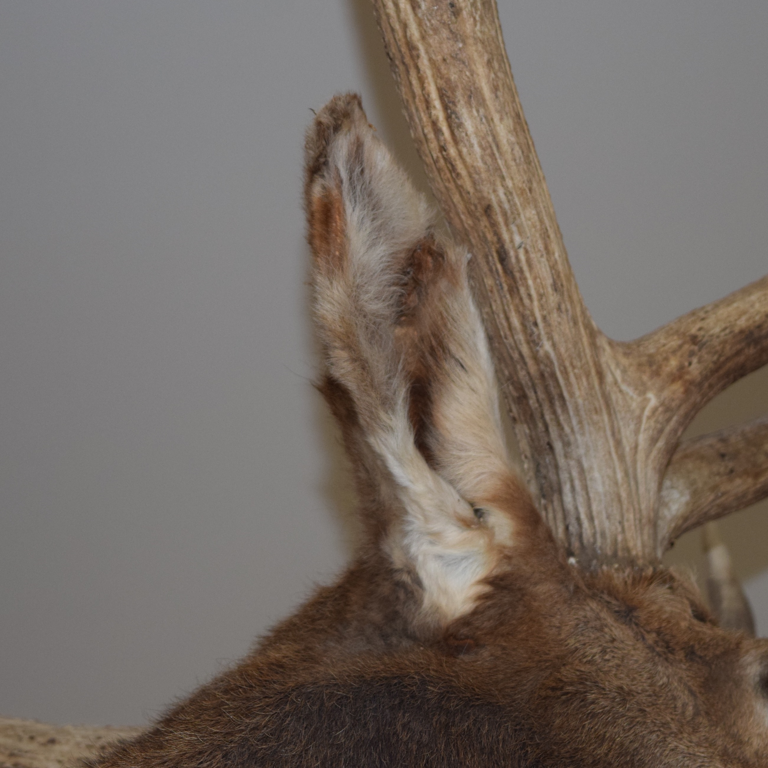 Montana Elk Taxidermy Shoulder Mount