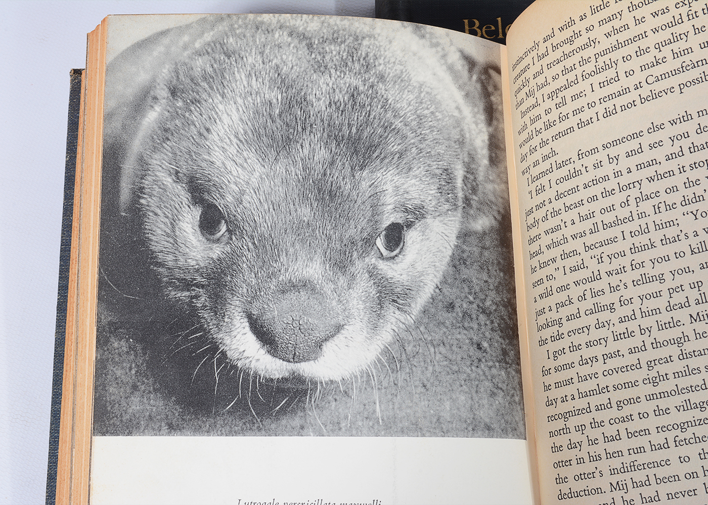 Vintage Novels and Essays