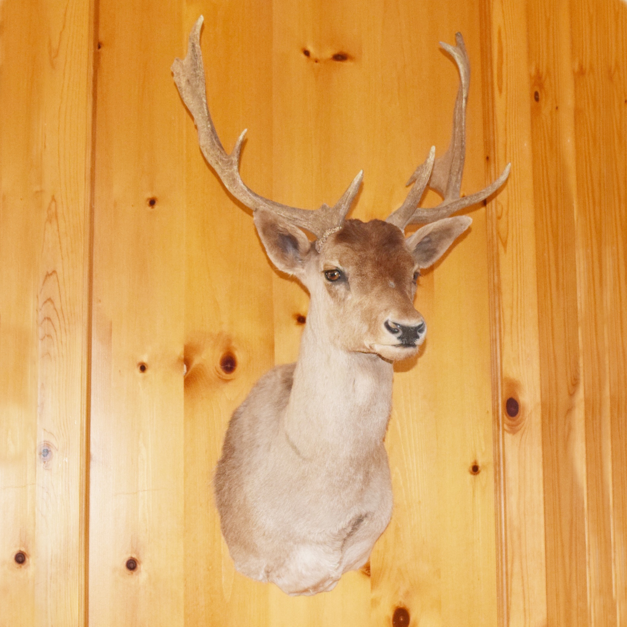 Fallow Deer Taxidermy Shoulder Mount