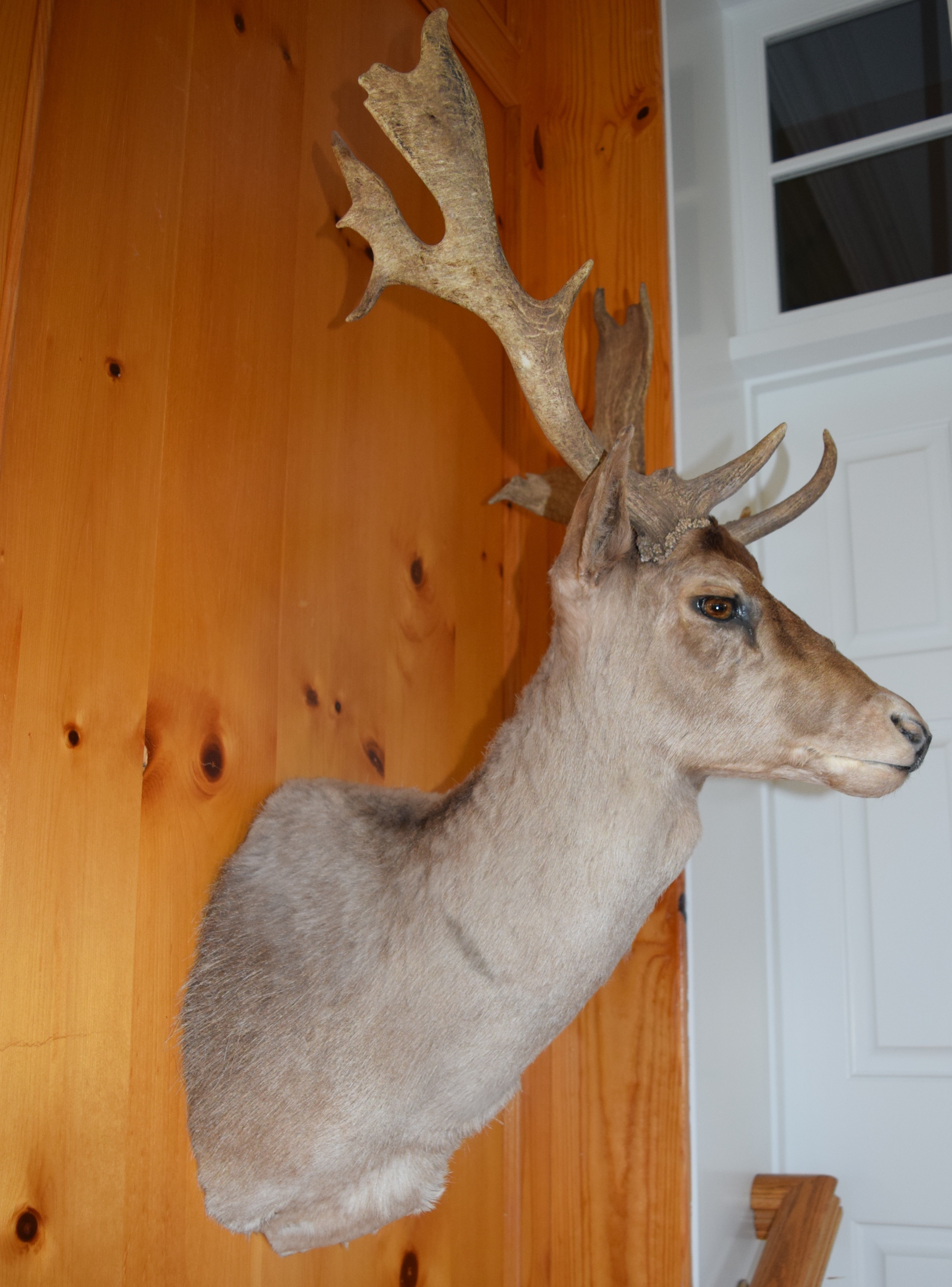 Fallow Deer Taxidermy Shoulder Mount