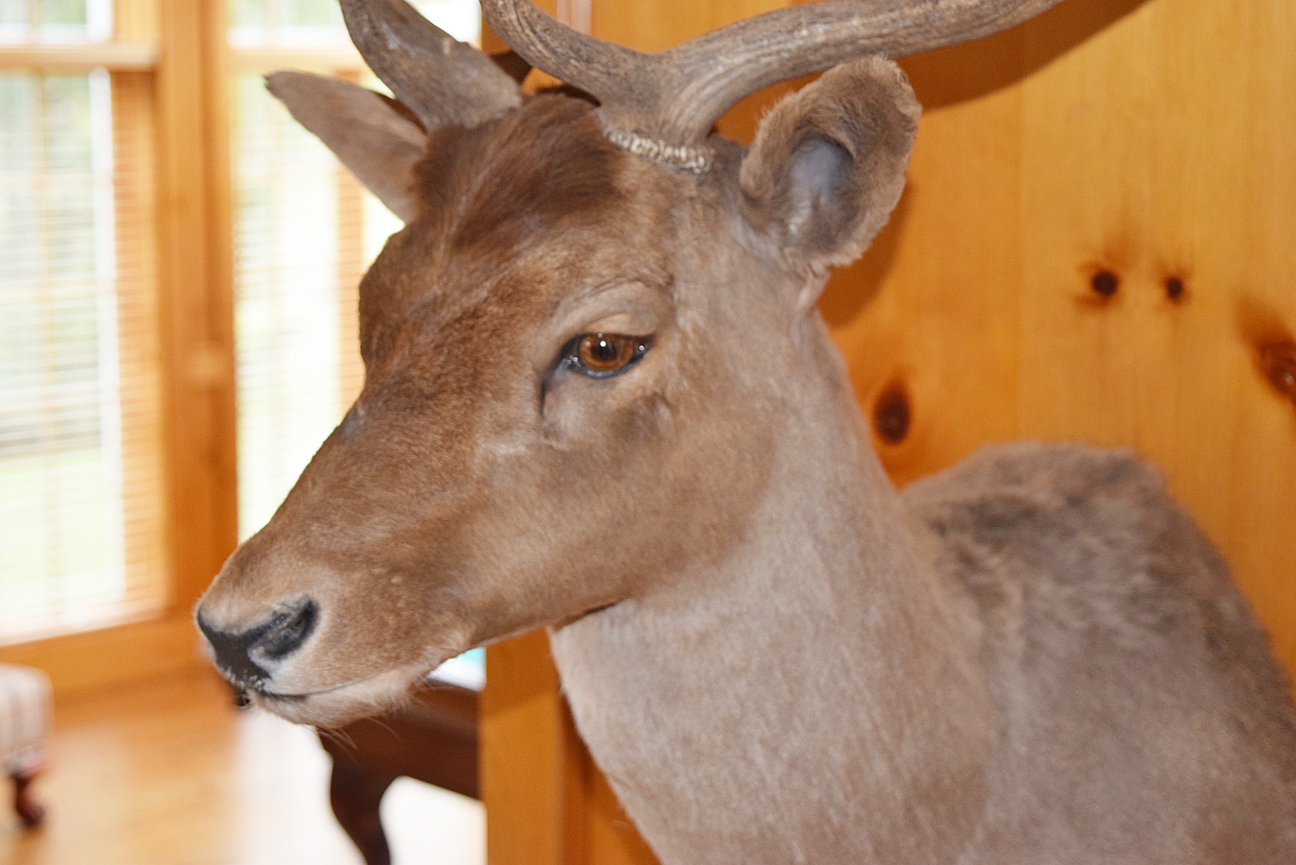 Fallow Deer Taxidermy Shoulder Mount