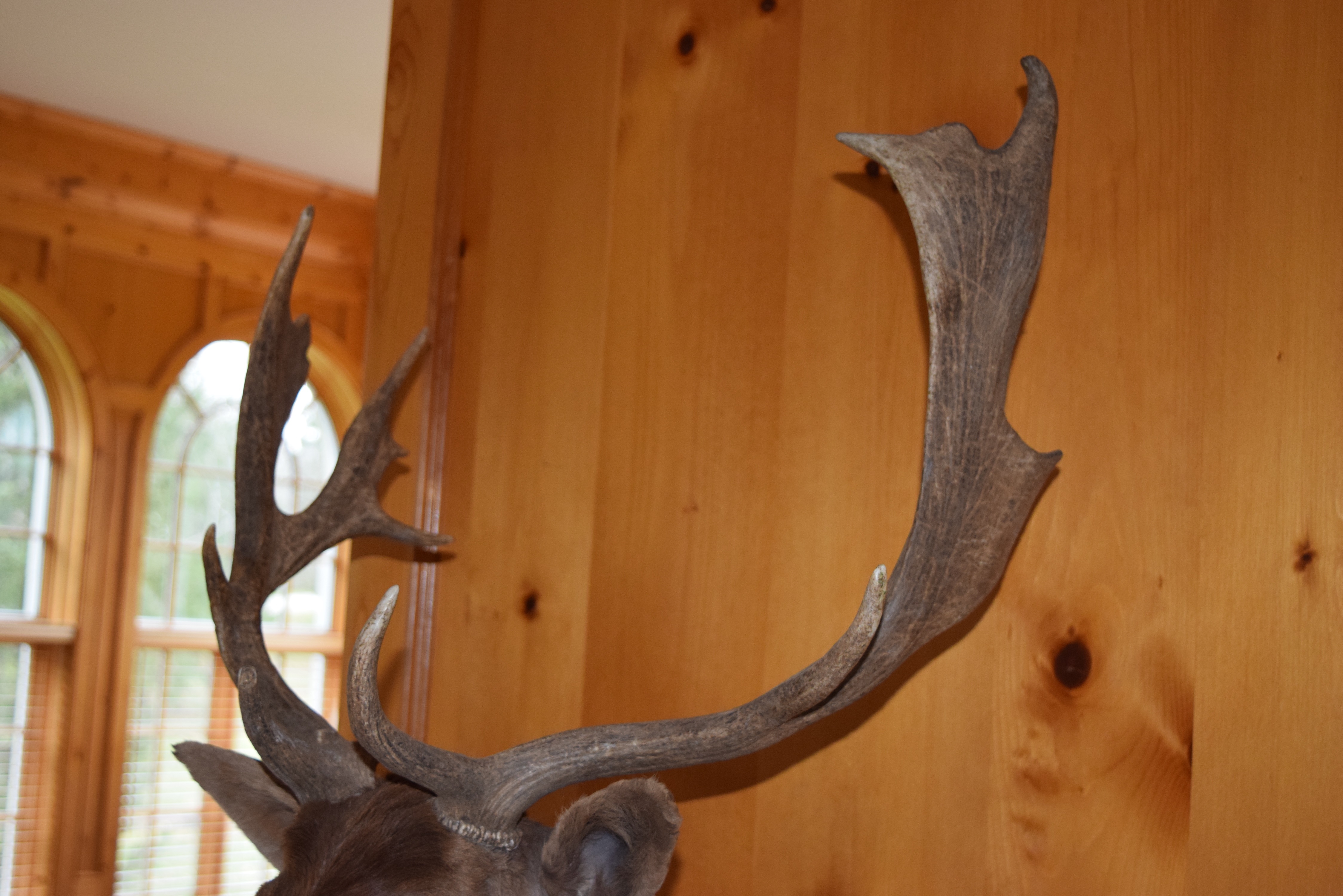 Fallow Deer Taxidermy Shoulder Mount