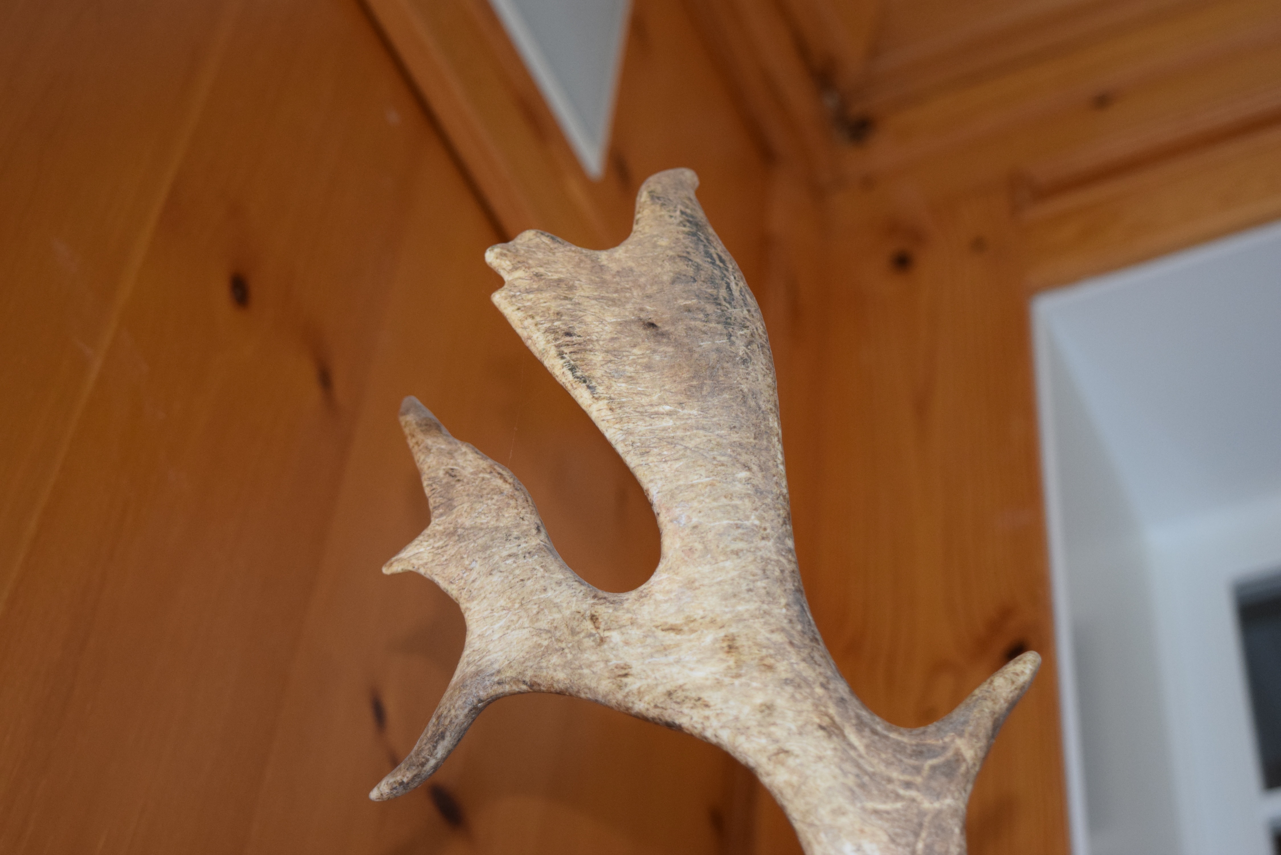 Fallow Deer Taxidermy Shoulder Mount