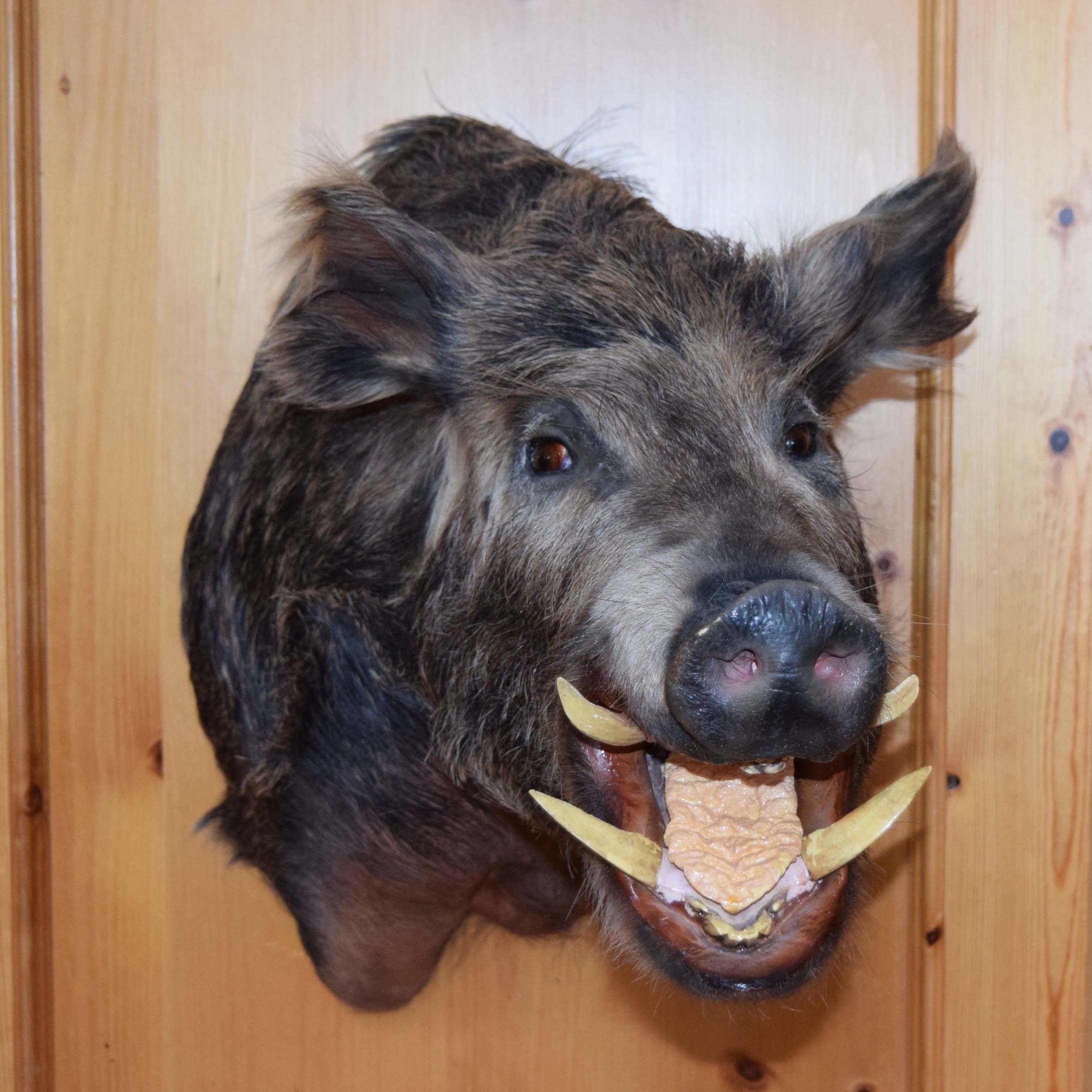 Wild Boar Taxidermy Shoulder Mount