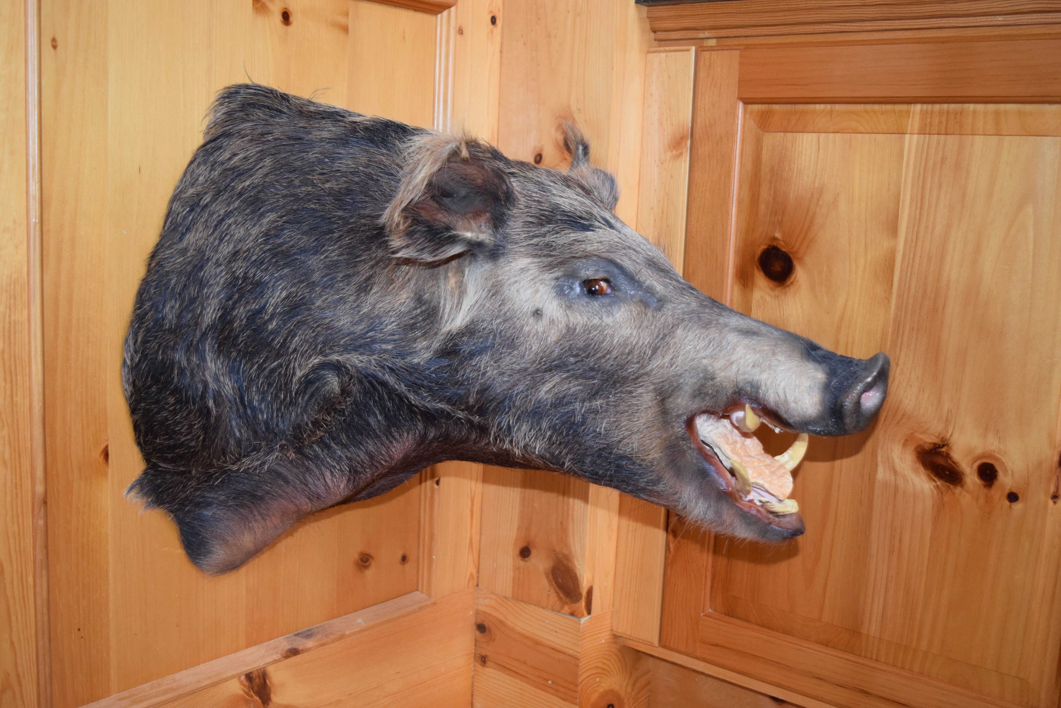 Wild Boar Taxidermy Shoulder Mount